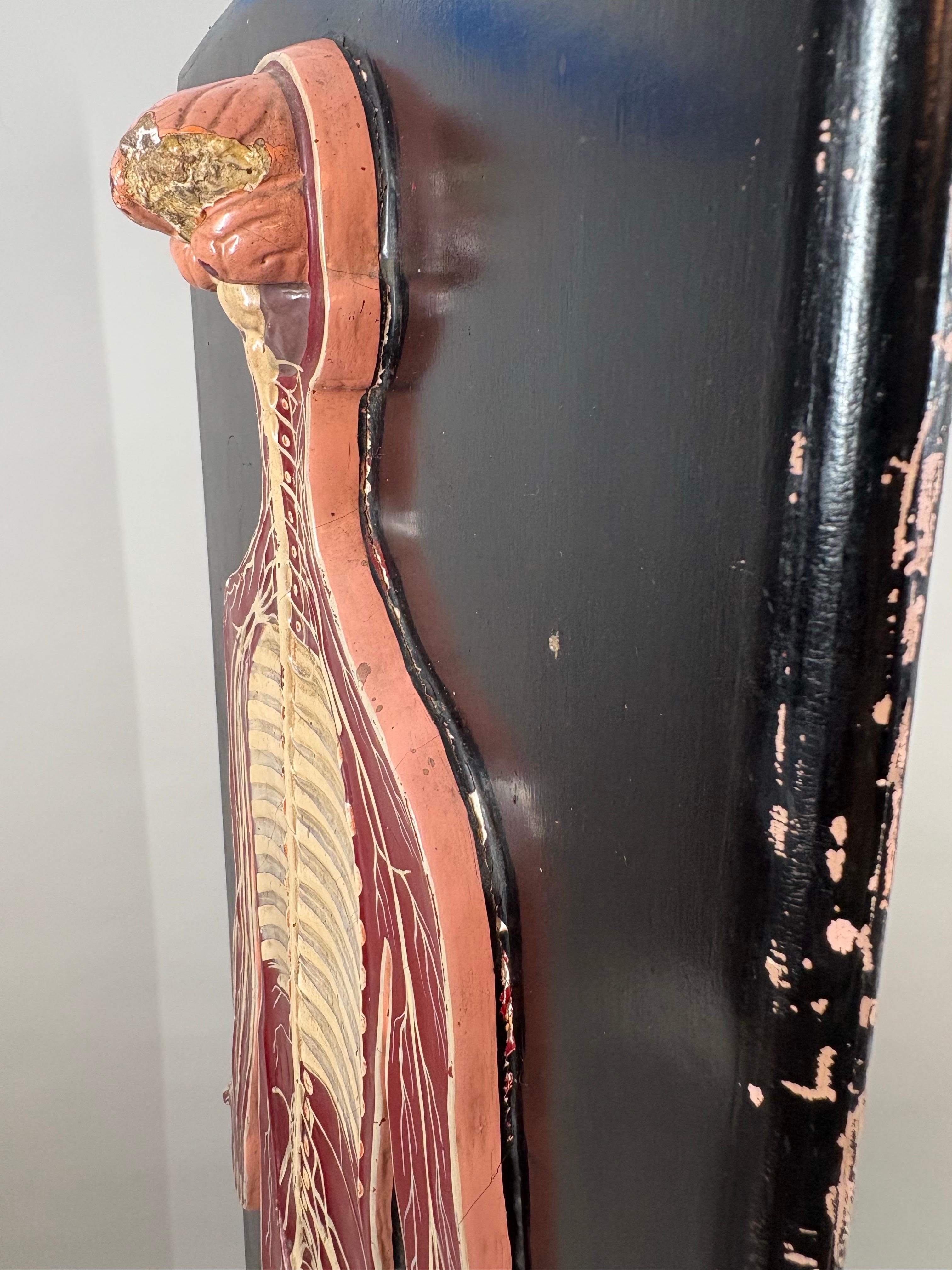 Anatomical model of the human Circulatory system circa 1920 en vente 3