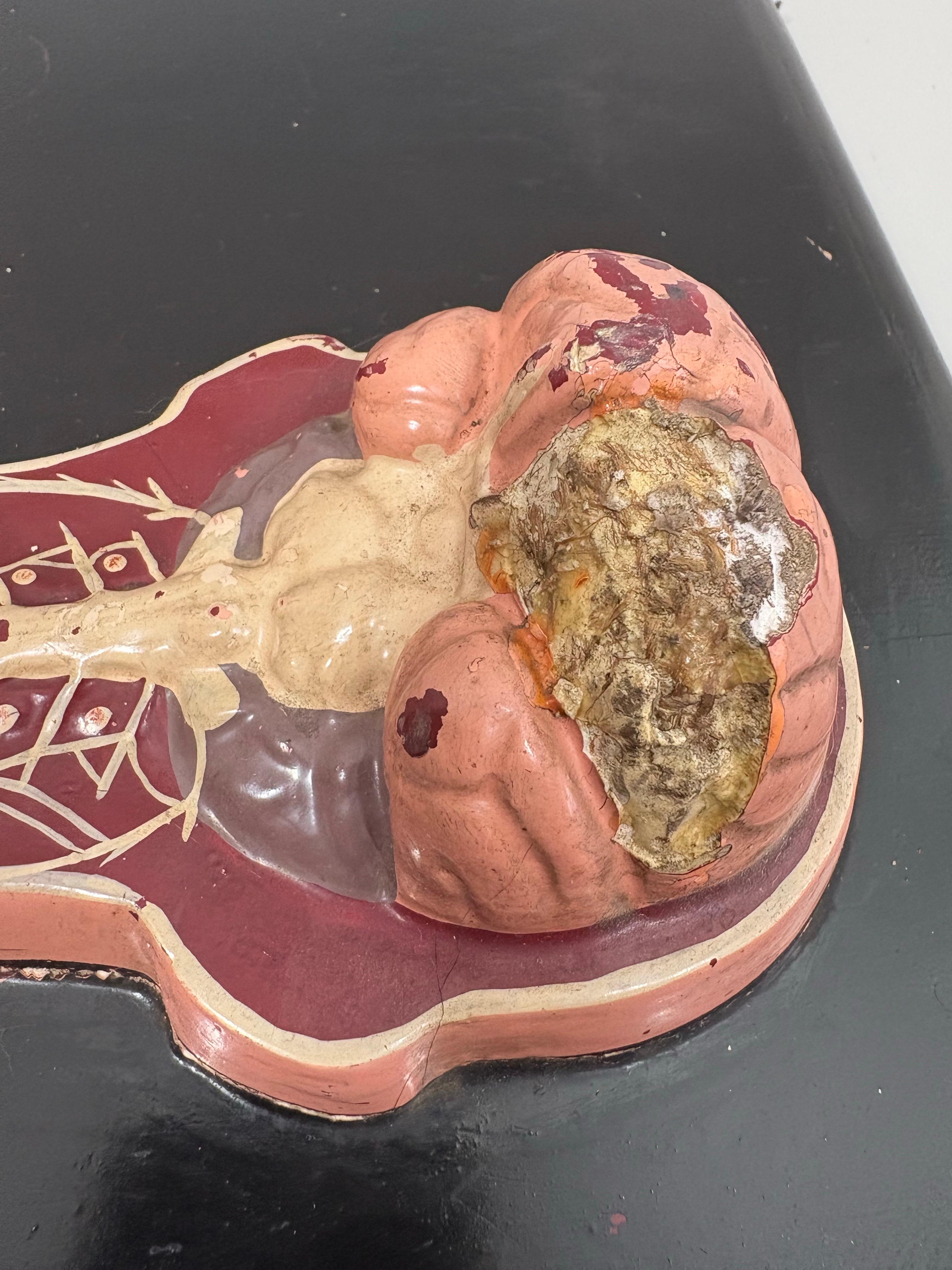 Anatomical model of the human Circulatory system circa 1920 en vente 8
