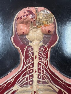 Anatomical model of the human Circulatory system circa 1920