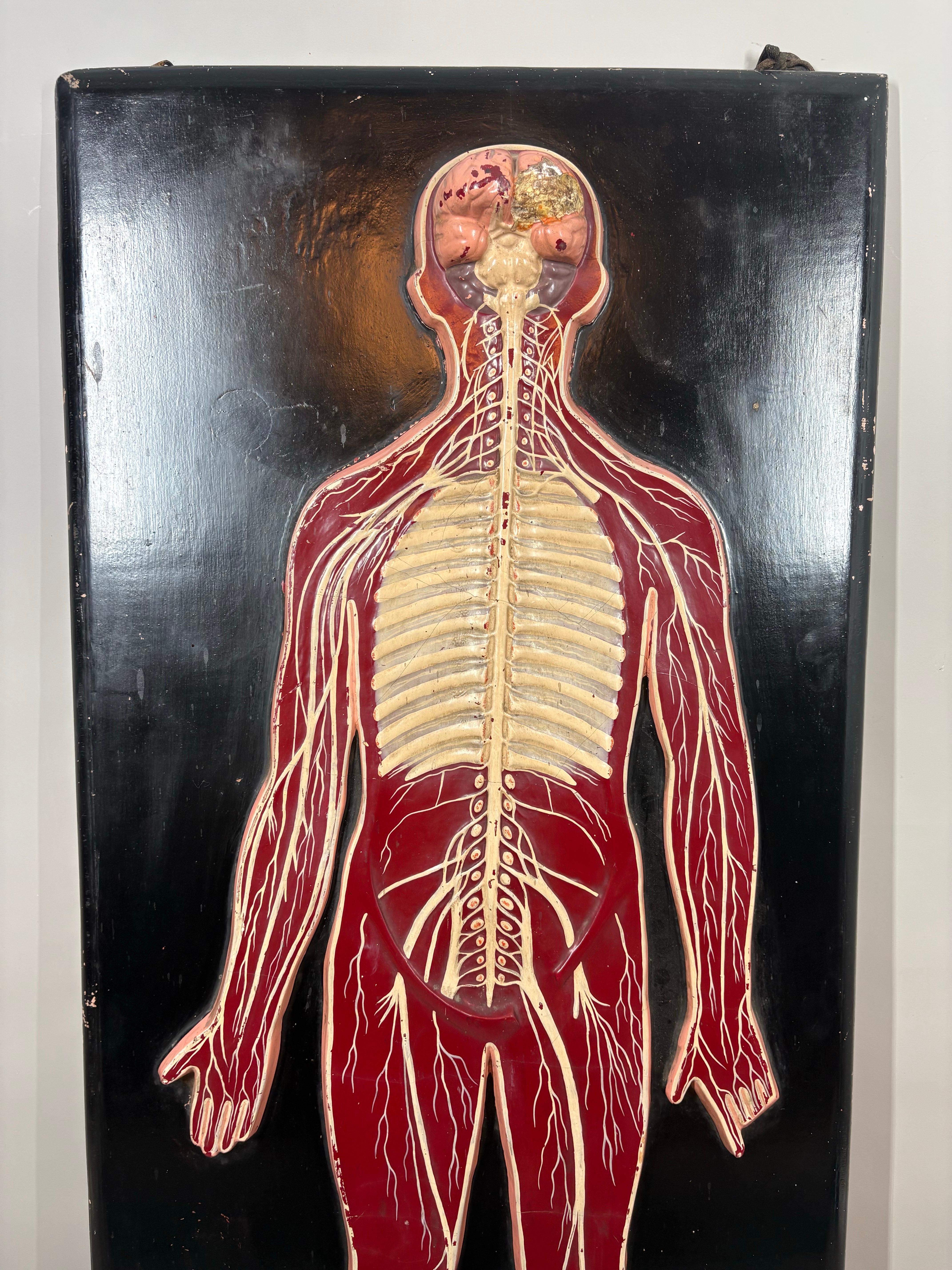 Allemand Anatomical model of the human Circulatory system circa 1920 en vente