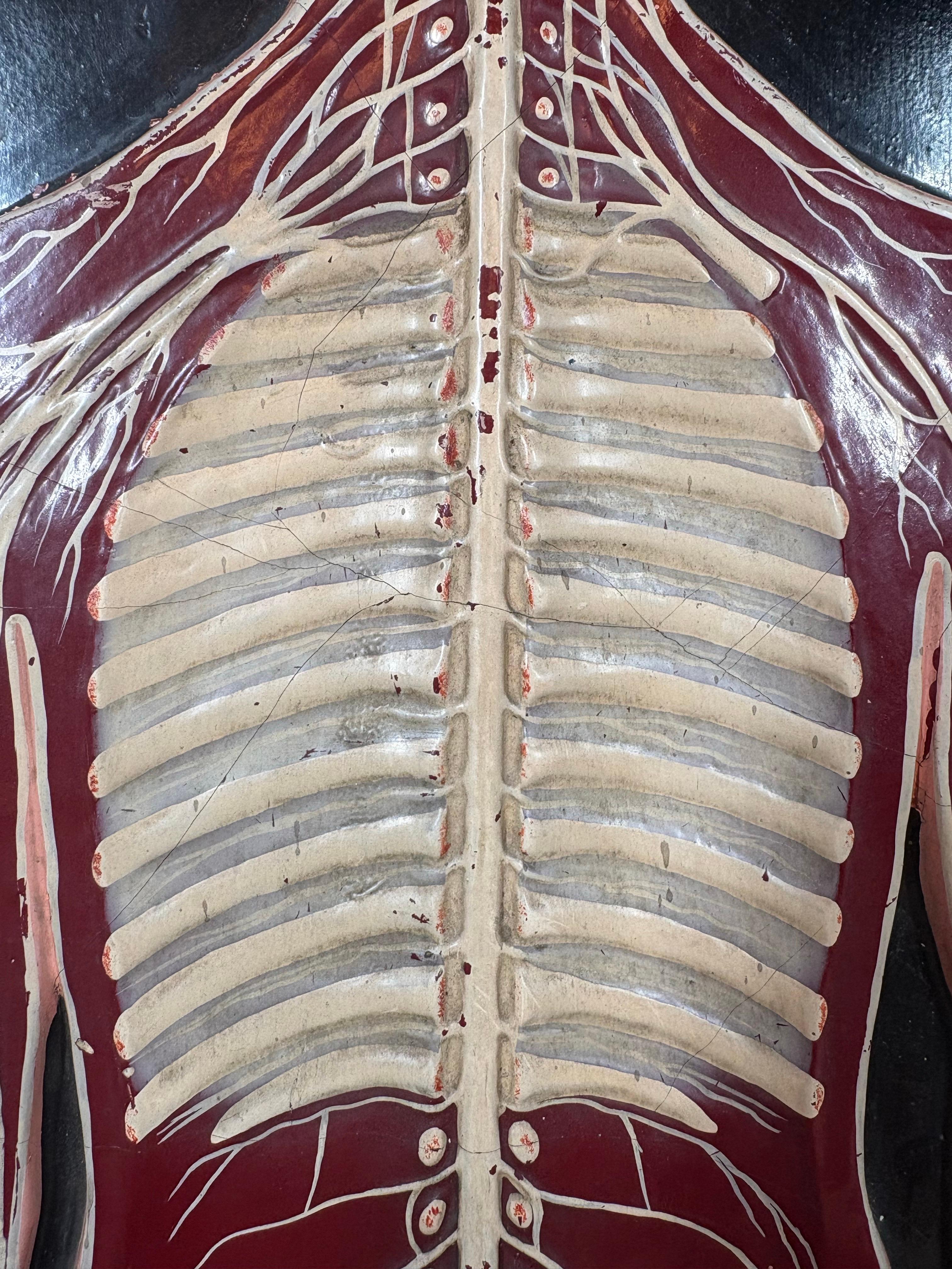 Fait main Anatomical model of the human Circulatory system circa 1920 en vente