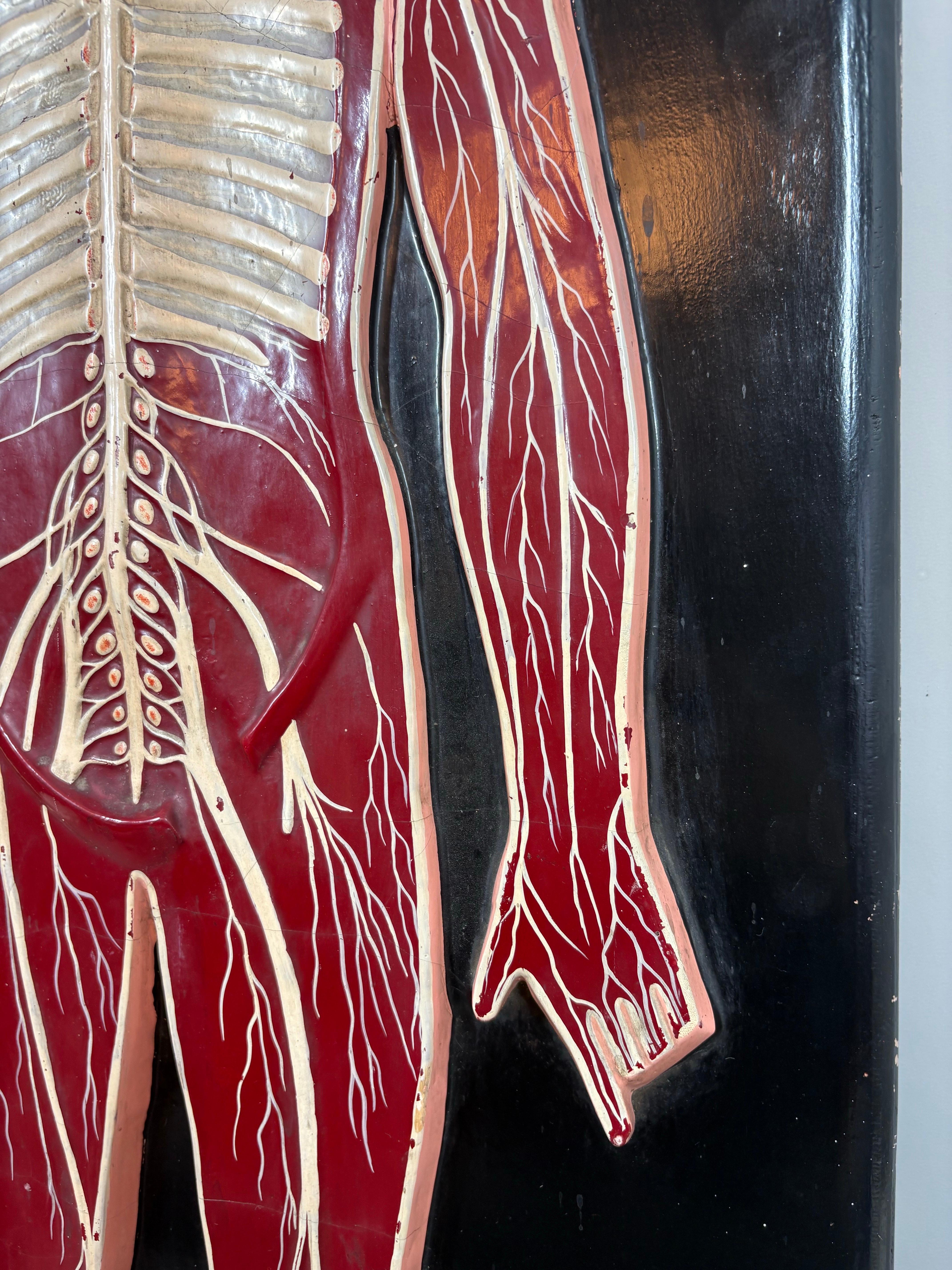 Anatomical model of the human Circulatory system circa 1920 État moyen - En vente à Sleepy Hollow, NY