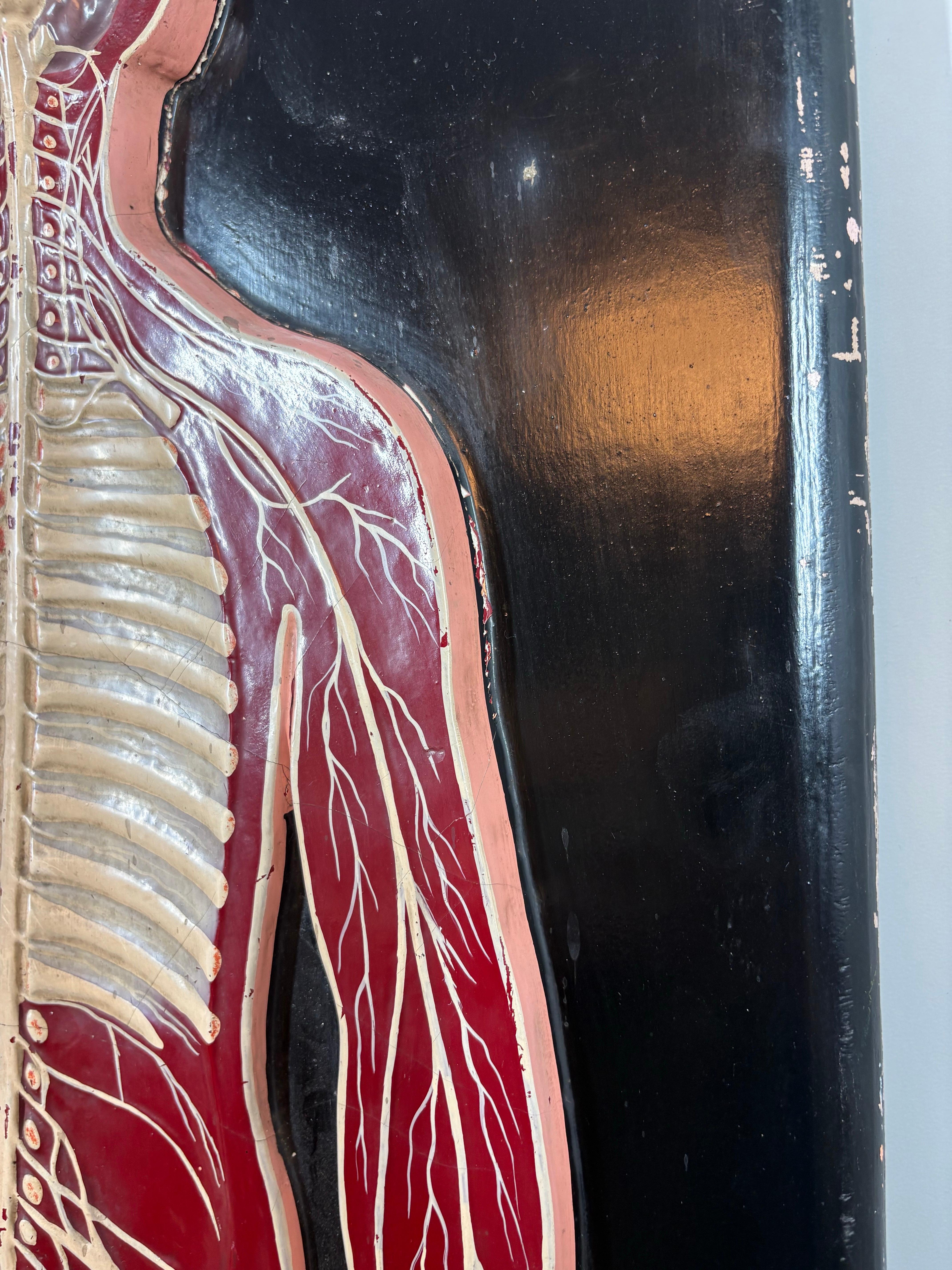 Début du 20ème siècle Anatomical model of the human Circulatory system circa 1920 en vente