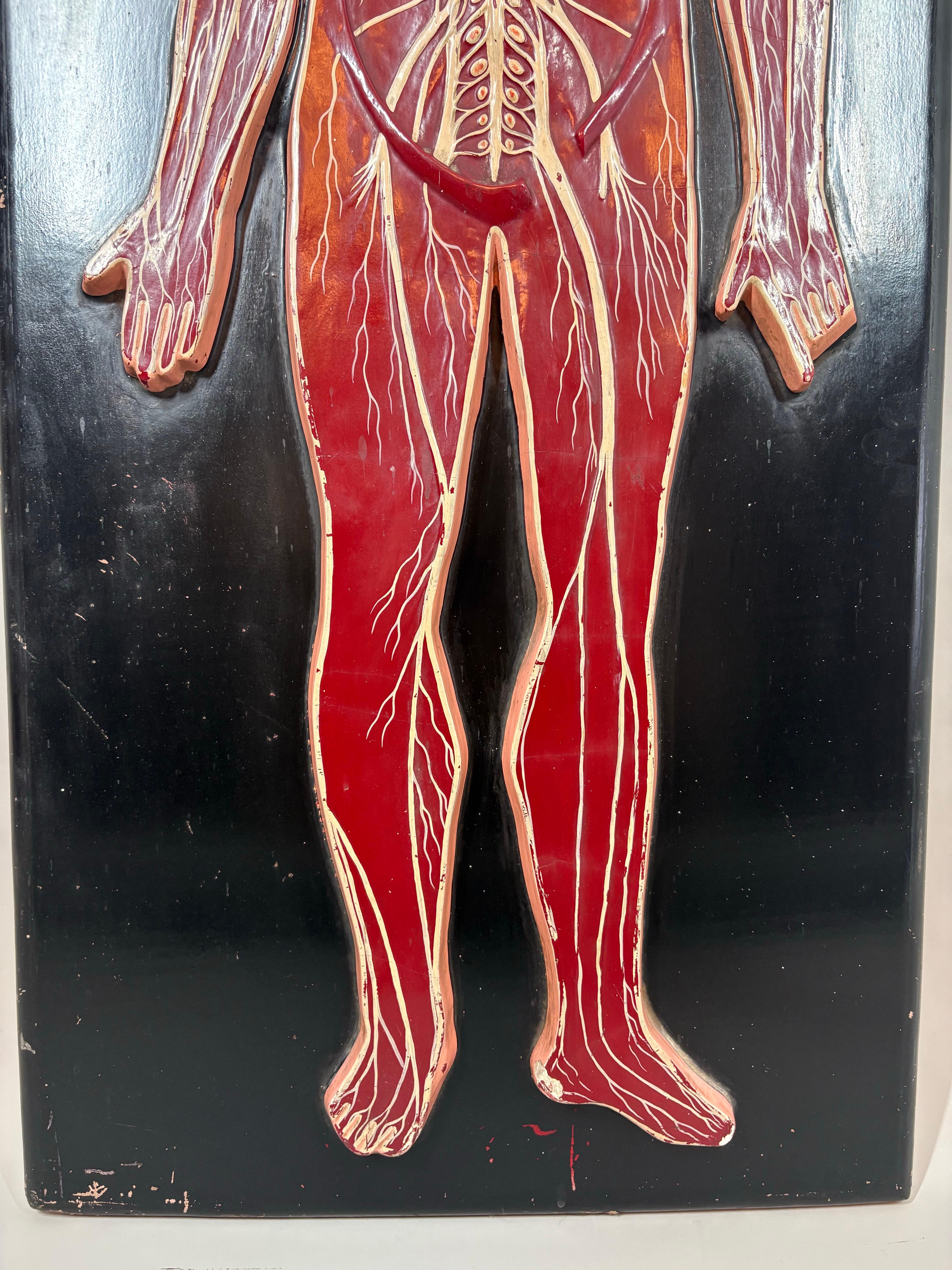 Plâtre Anatomical model of the human Circulatory system circa 1920 en vente
