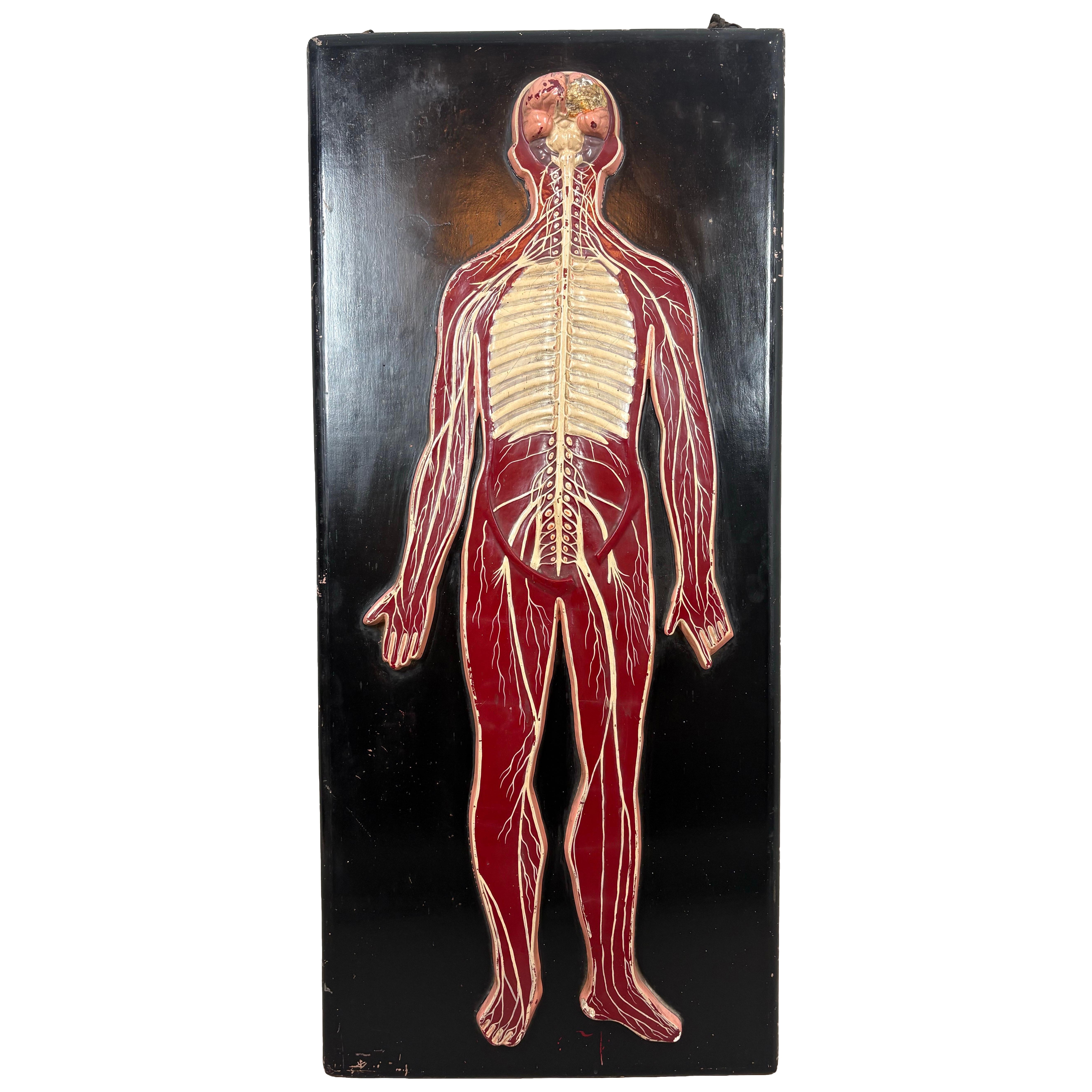 Anatomical model of the human Circulatory system circa 1920
