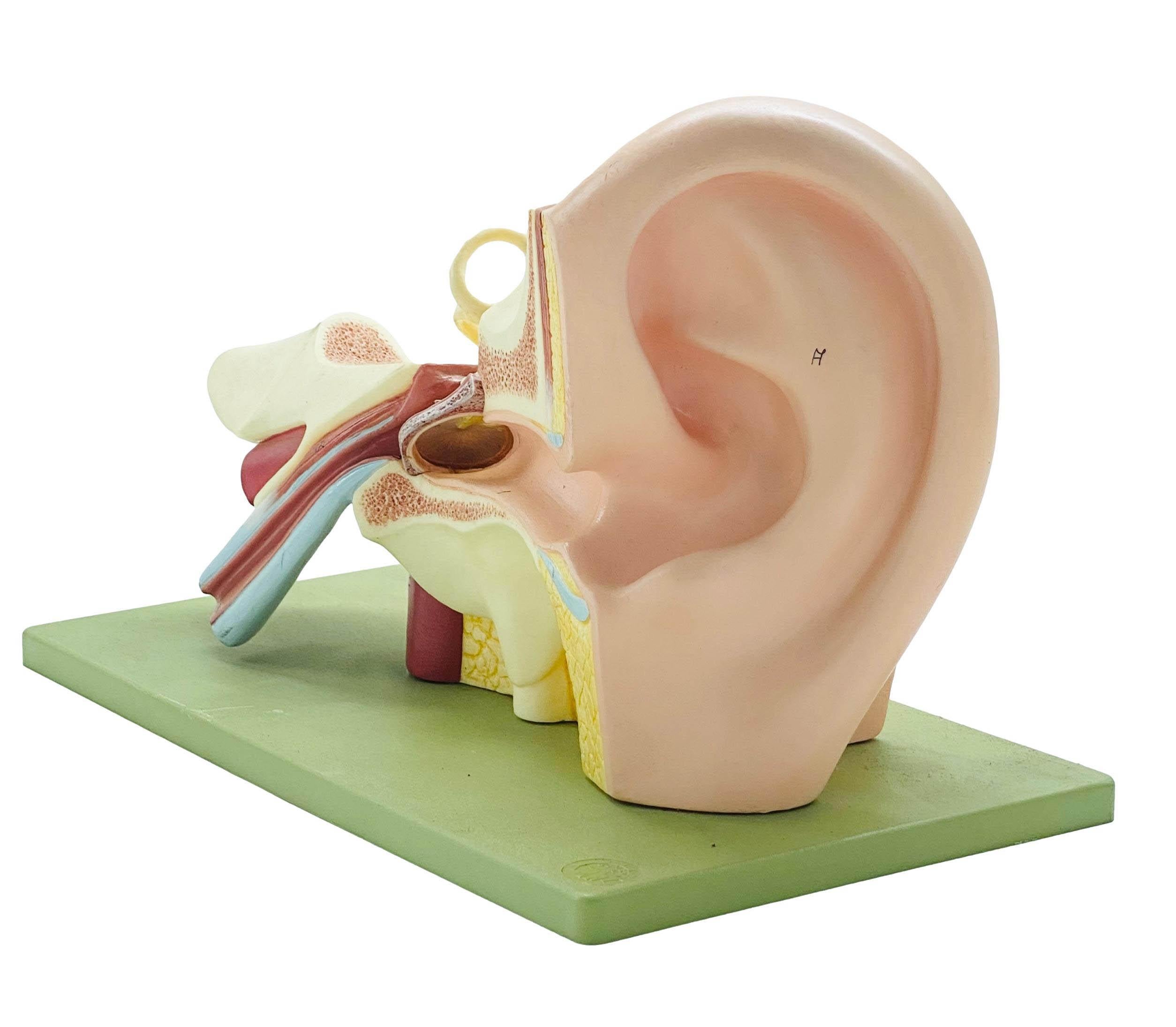 Modèle didactique de l'oreille humaine, materiale plastico, fabriqué dans les années 1950 par Somso, une entreprise allemande active depuis la seconde moitié du XIXe siècle, connue pour son excellence dans le développement de modèles scientifiques,
