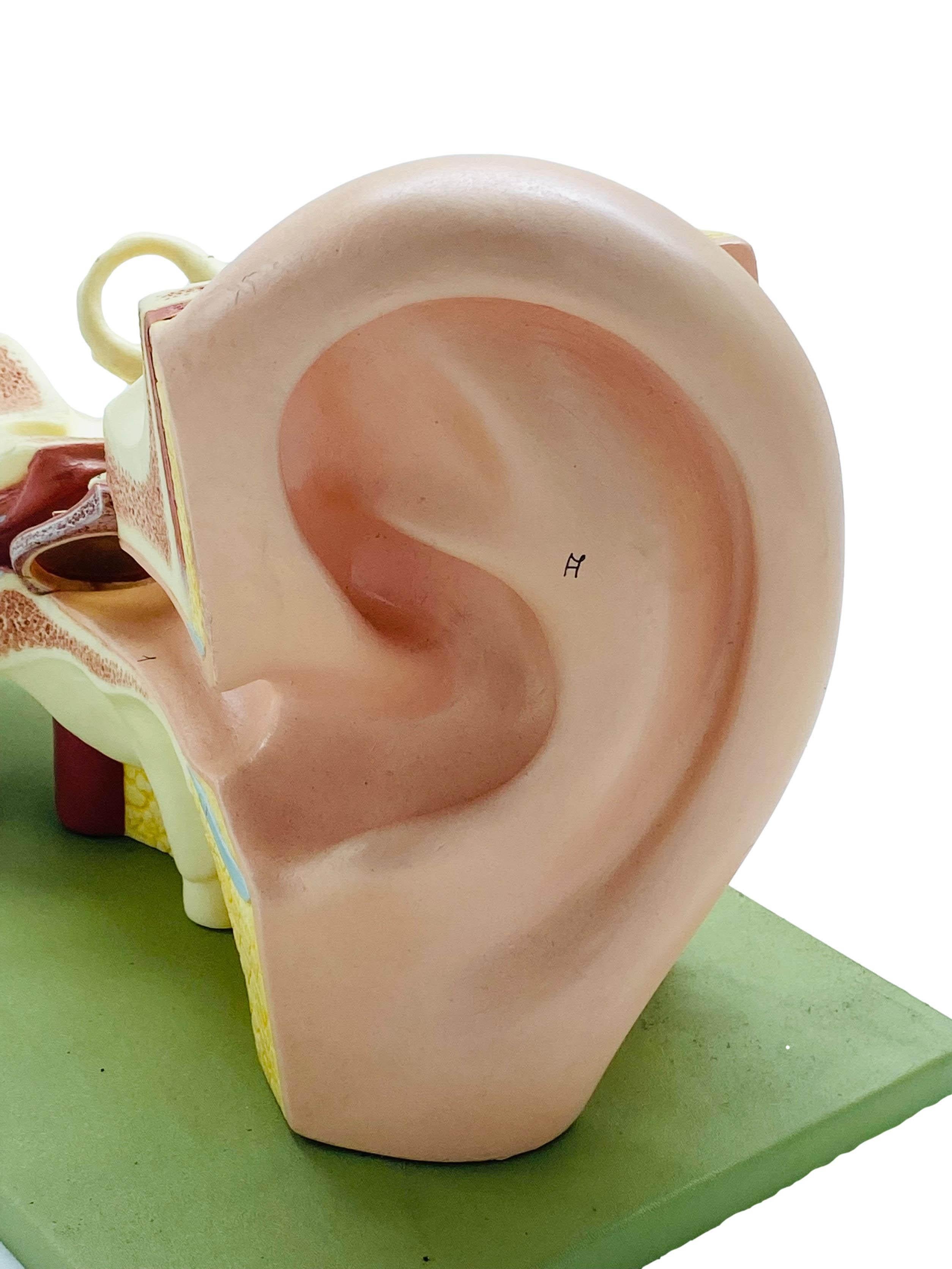 Allemand Modèle anatomique de l'oreille humaine par Somso, années 1950 en vente