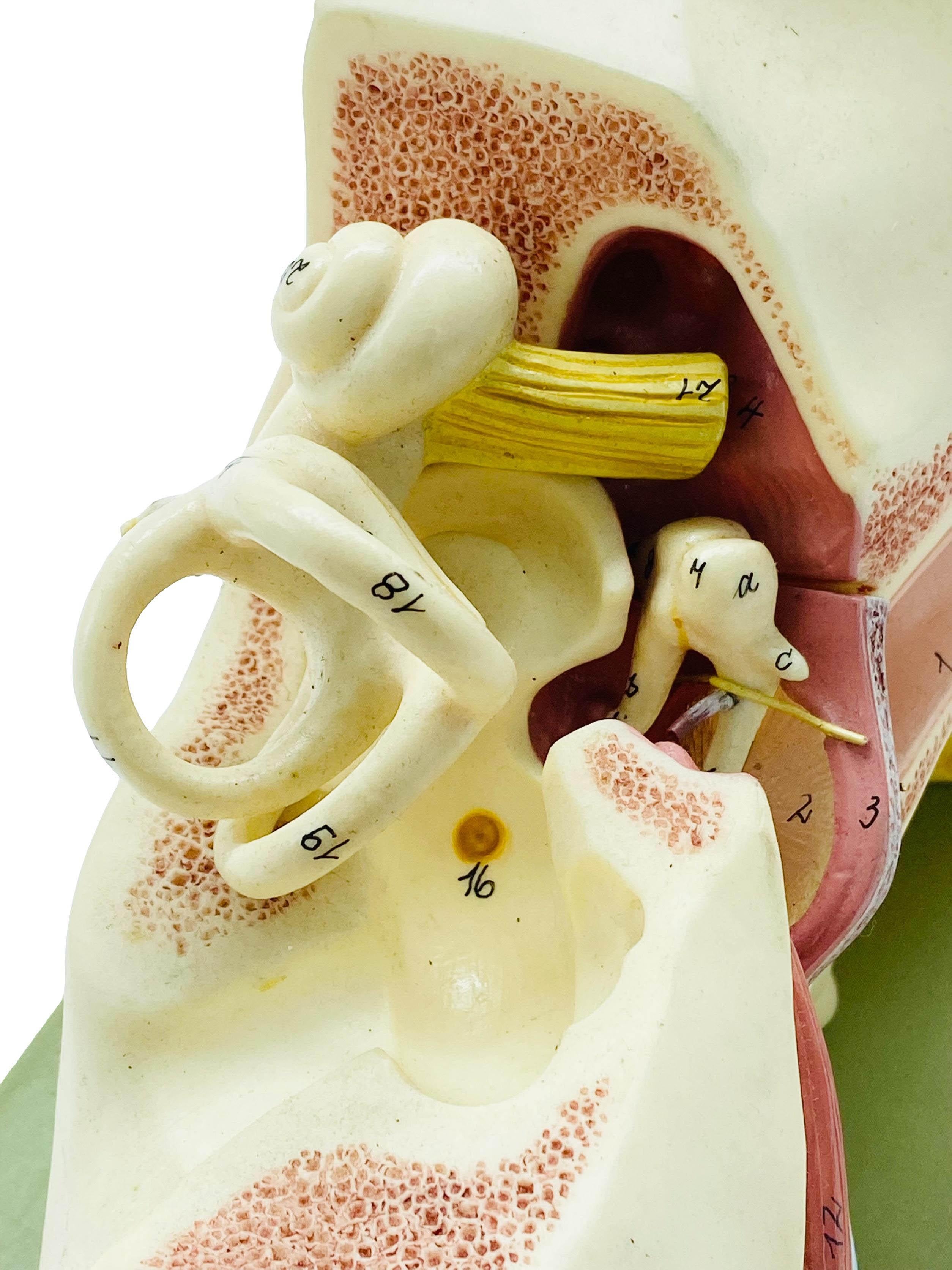 Modèle anatomique de l'oreille humaine par Somso, années 1950 Bon état - En vente à Naples, IT