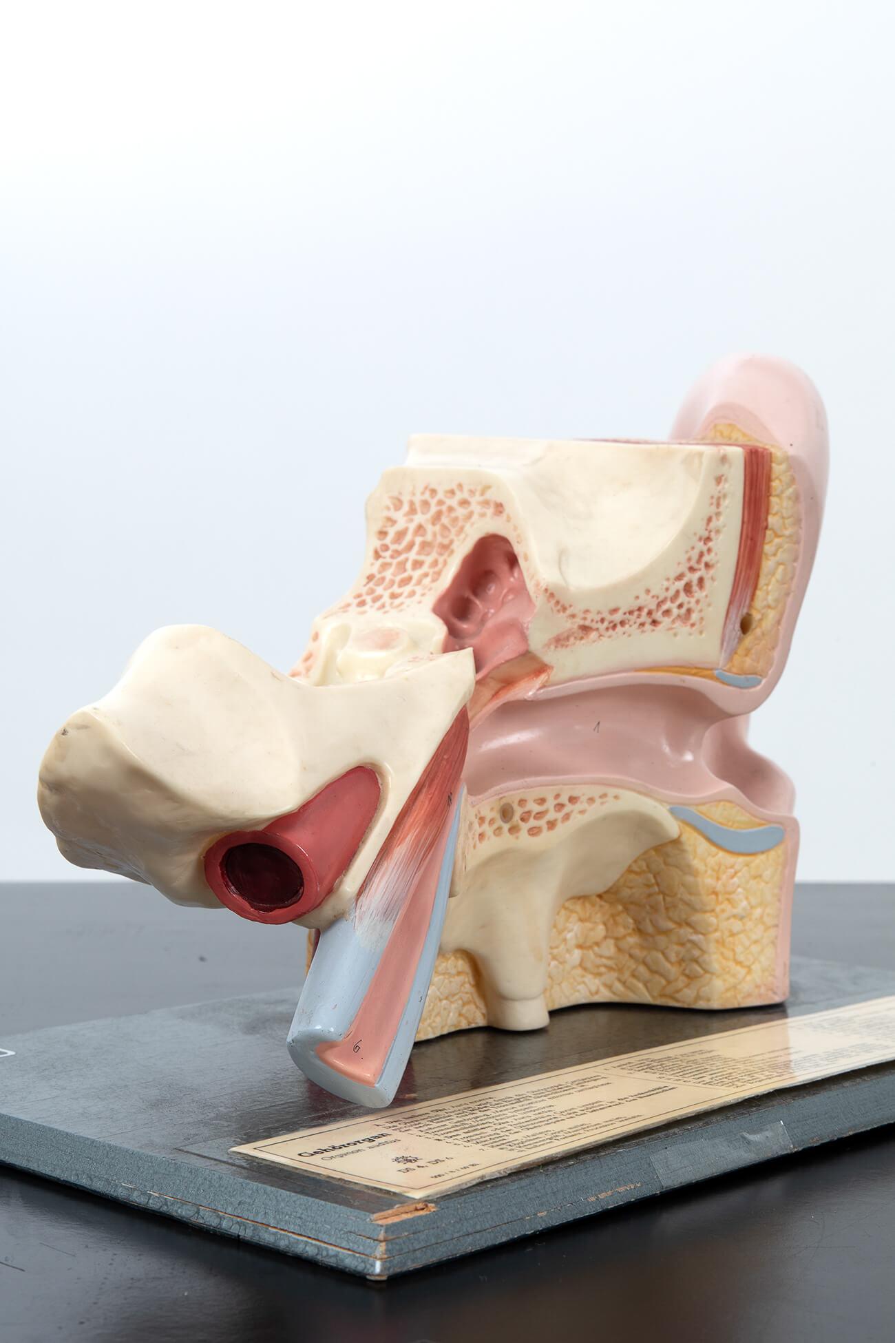 The DS5 Somso model of the human ear with hand-painted detailing to both the inner and outer ear.

These models are the most detailed and accurate of any anatomical models available, sought after by educators, medical professionals, artists, and