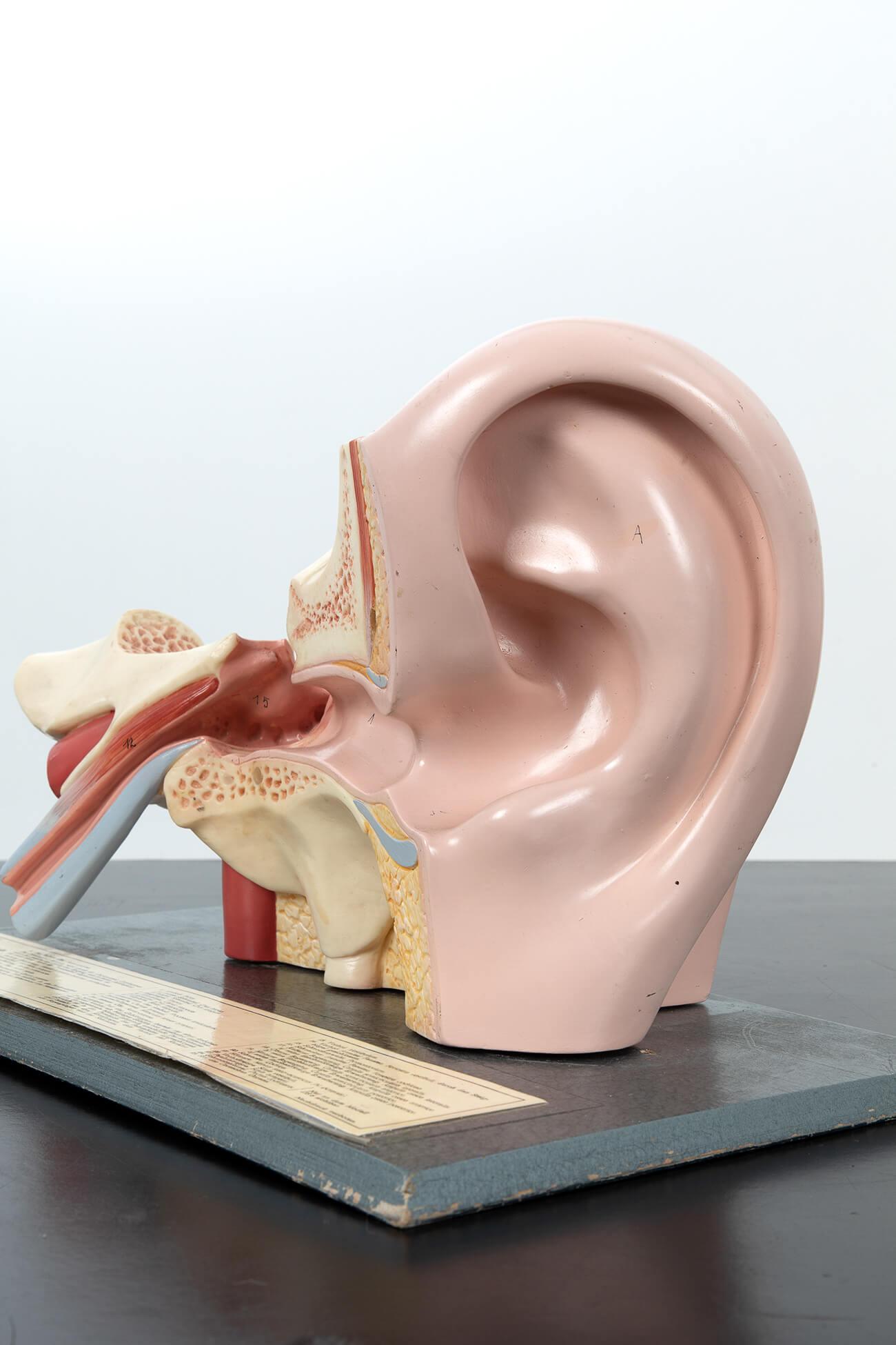 human ear model labeled