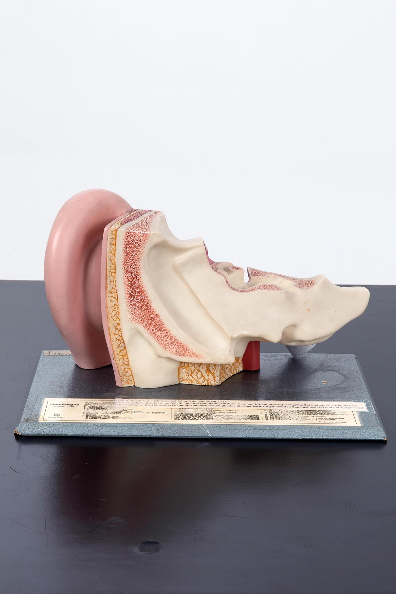 Hand-Carved Anatomical Model of the Human Ear For Sale