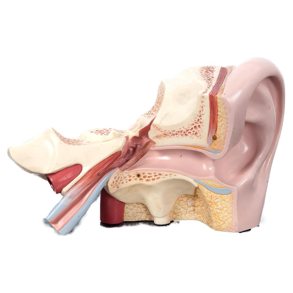 Modèle anatomique de l'oreille humaine