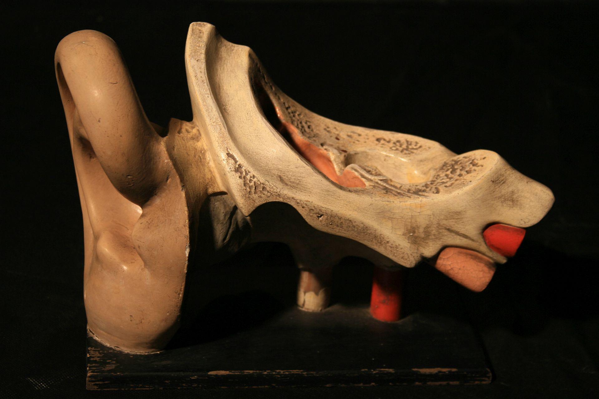 Anatomical model from the 1930s of the human ear produced by the Somso Sonenberg Germany company. A plaster model hand painted on a wooden base. Well-preserved manufacturer's signatures. basis.