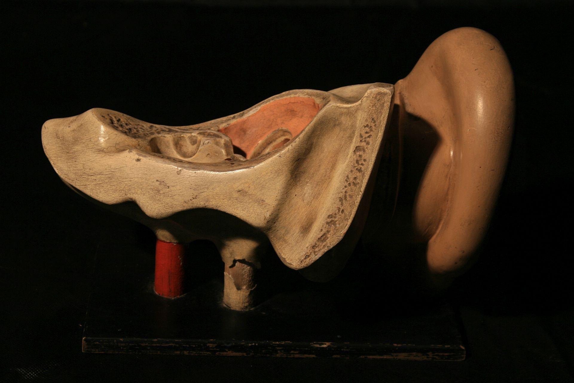 Industrial Anatomical Model of the Human Ear Somso, circa 1930 For Sale