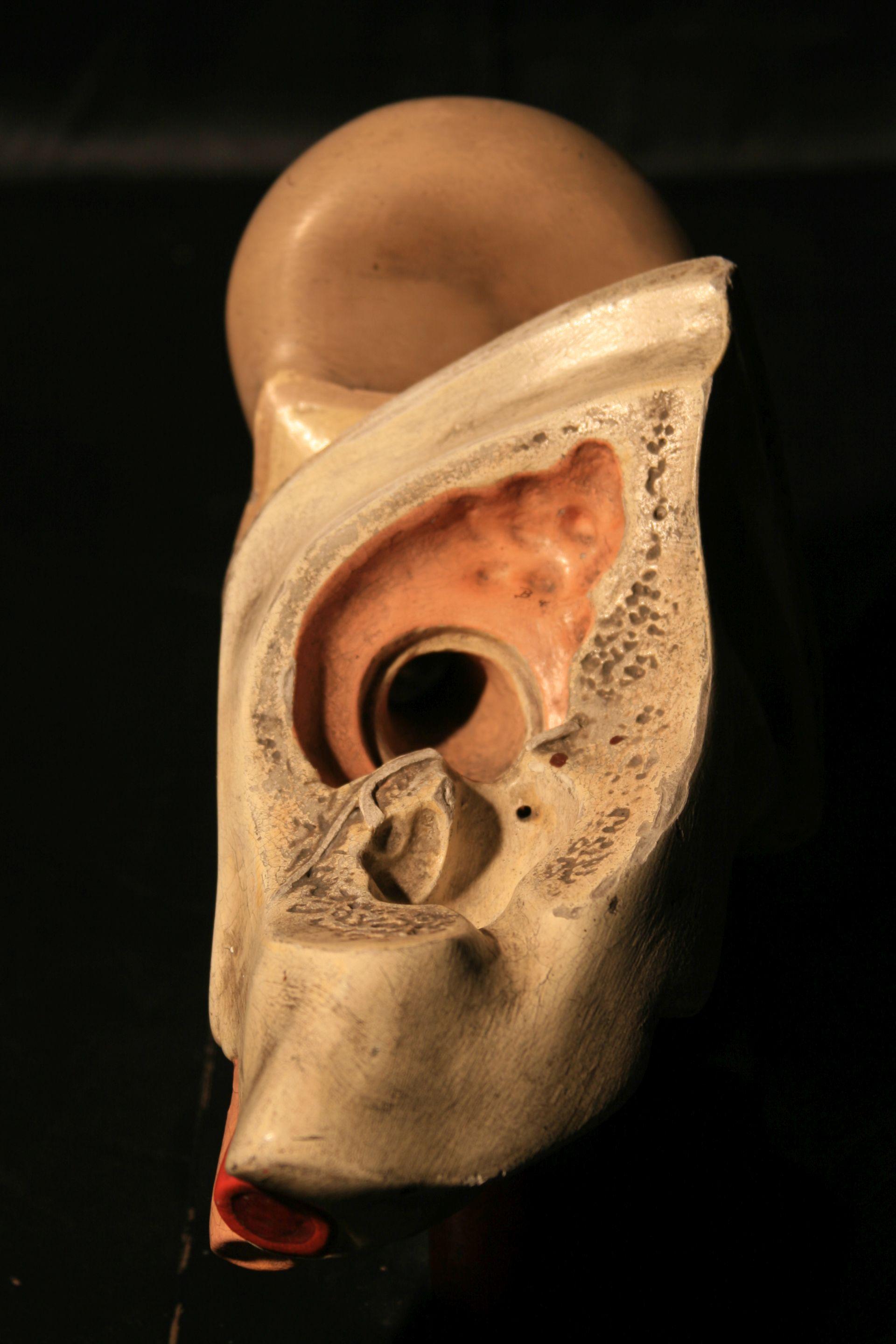 German Anatomical Model of the Human Ear Somso, circa 1930 For Sale