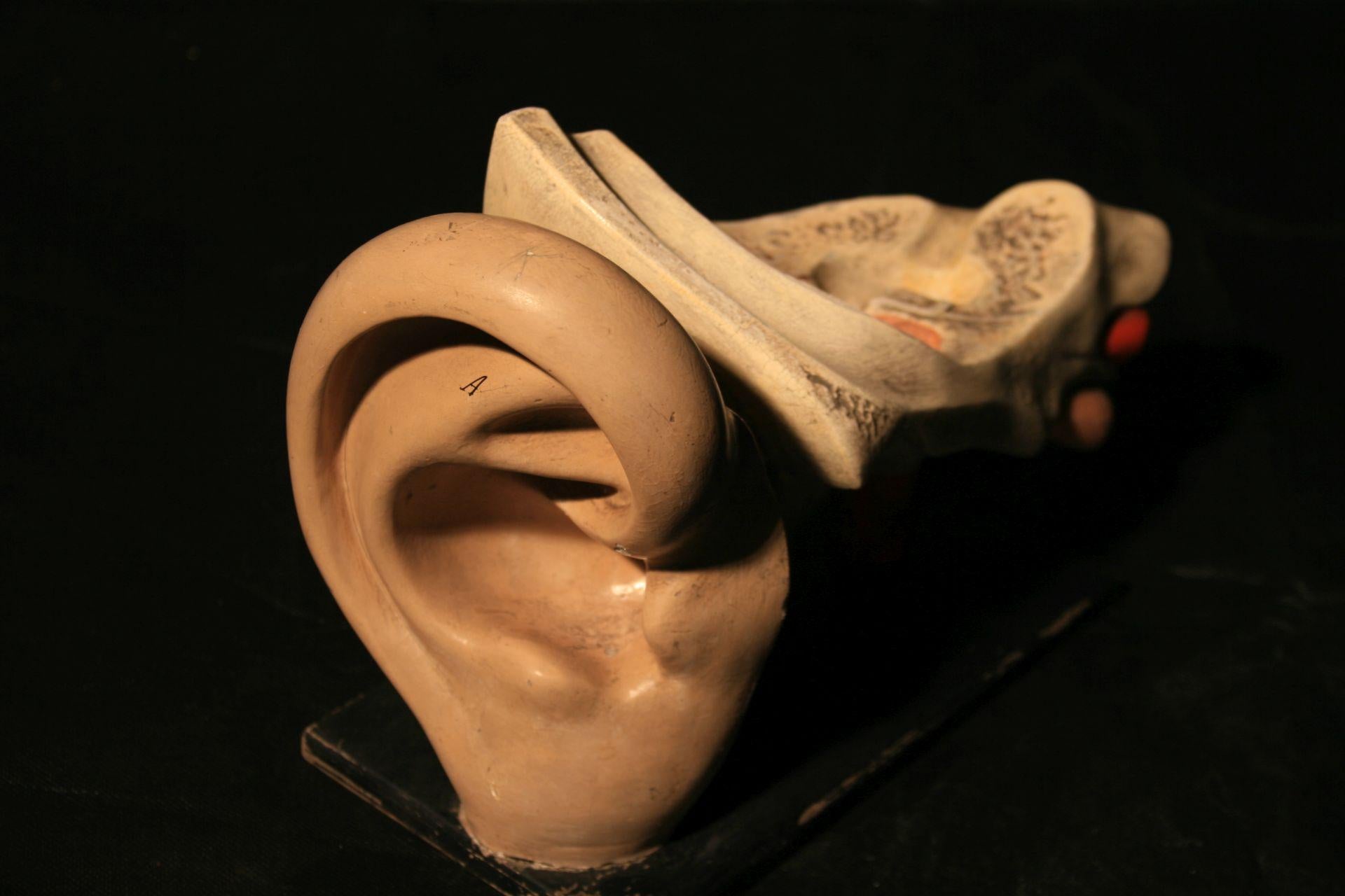 Anatomical Model of the Human Ear Somso, circa 1930 In Fair Condition For Sale In Warsaw, PL