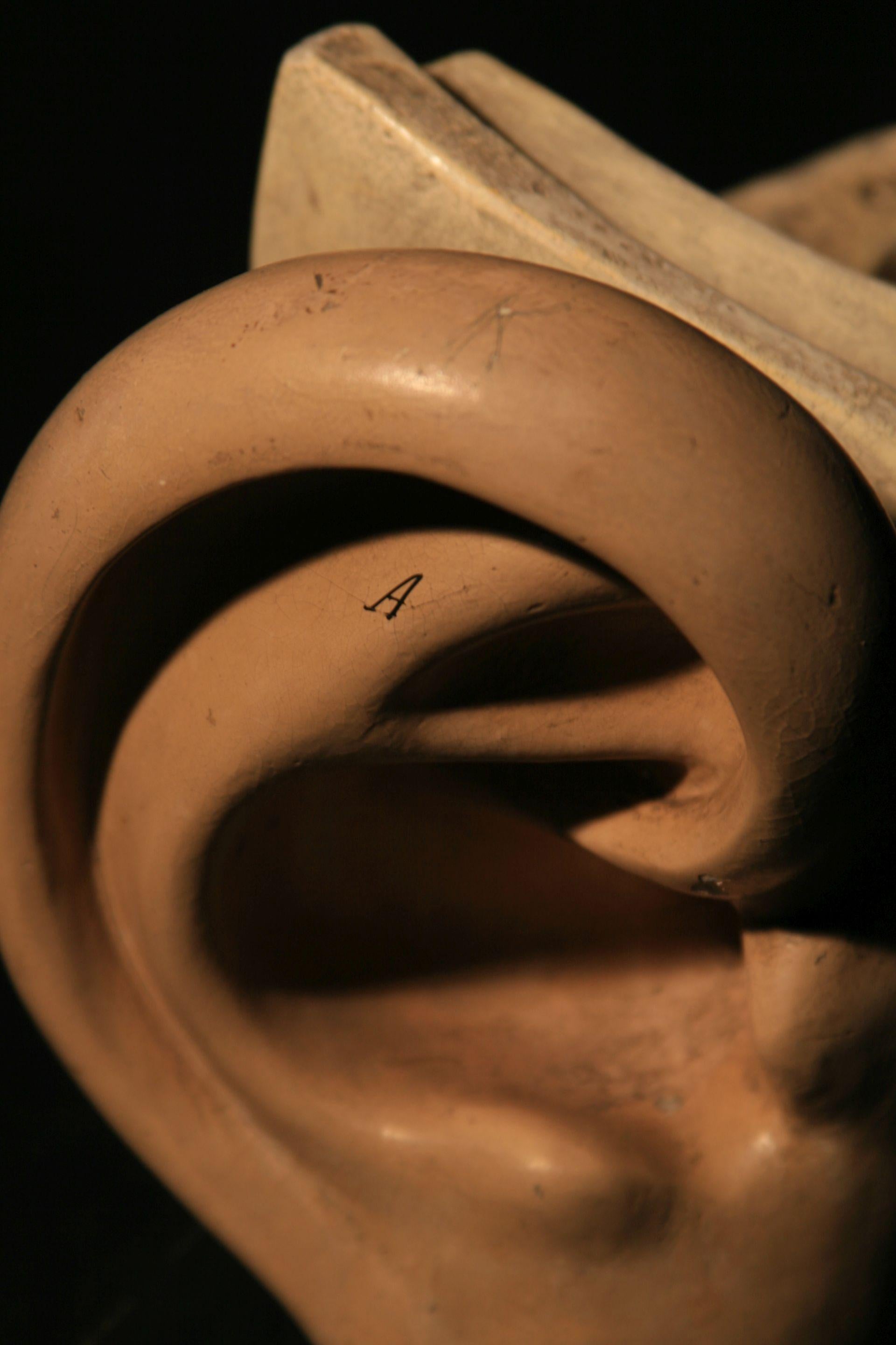 Mid-20th Century Anatomical Model of the Human Ear Somso, circa 1930 For Sale