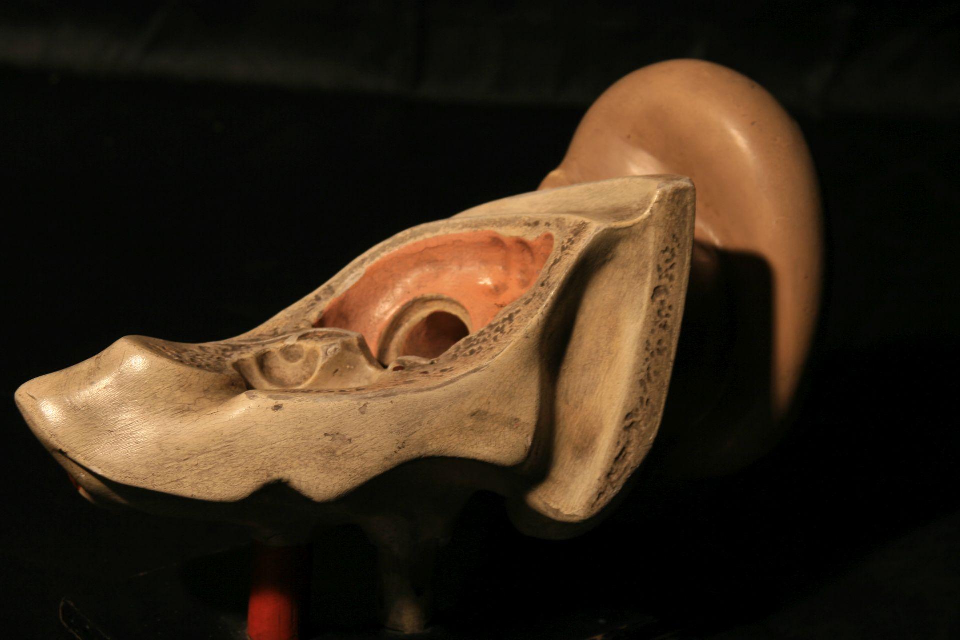 Wood Anatomical Model of the Human Ear Somso, circa 1930 For Sale