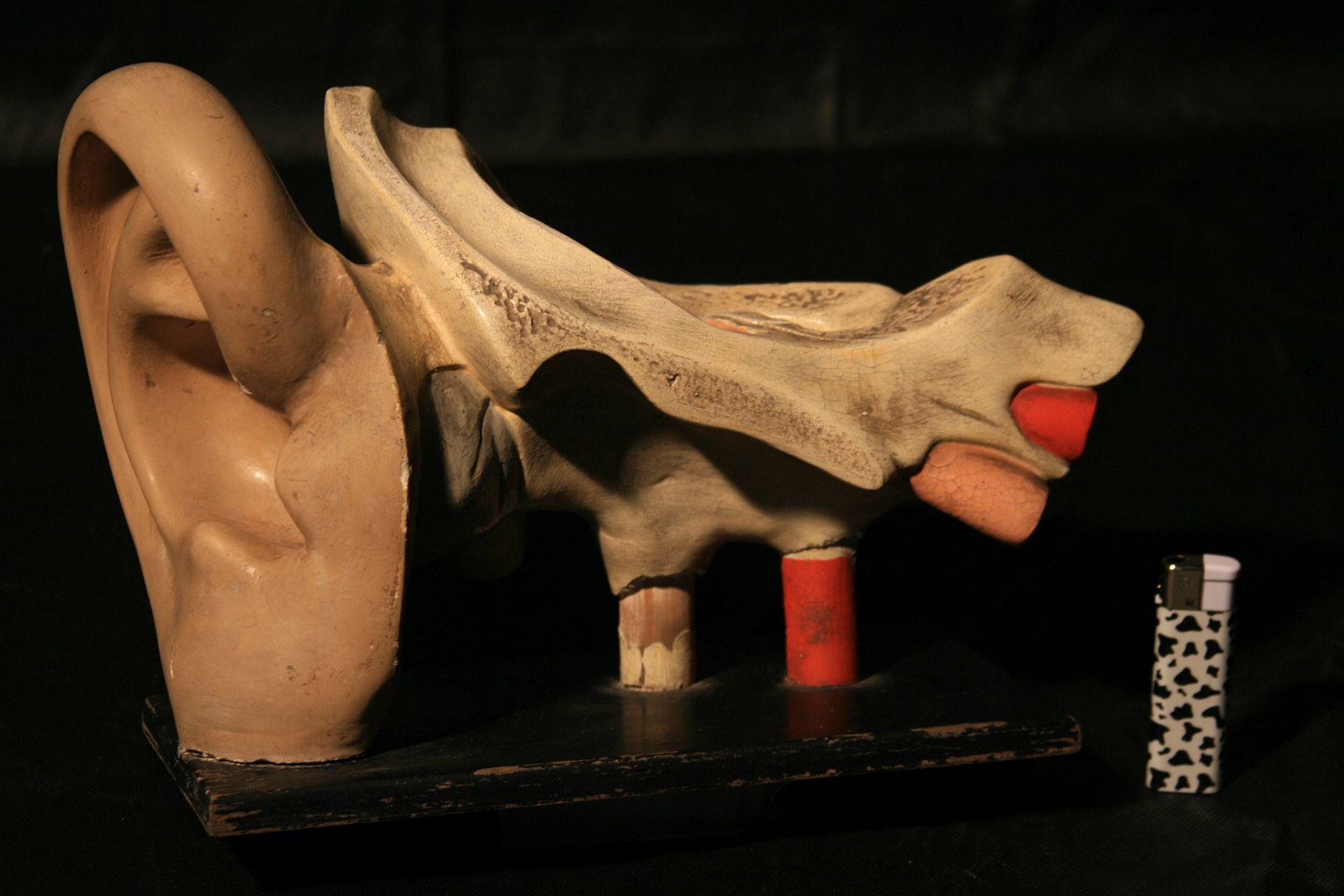 Anatomical Model of the Human Ear Somso, circa 1930 For Sale 1
