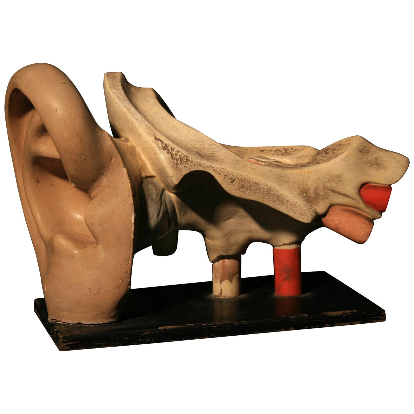 Anatomical Model of the Human Ear Somso, circa 1930 For Sale