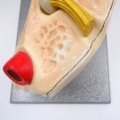 Anatomical model of the inner ear from the German Hygiene Museum in Dresden 50'