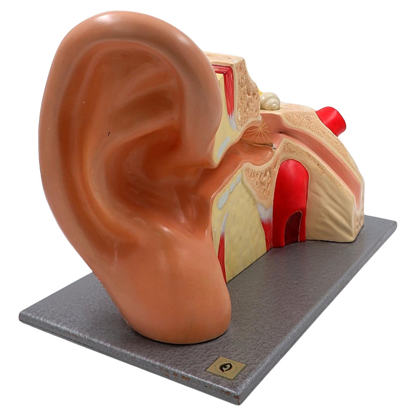 Modello anatomico dell'orecchio interno proveniente dal Museo Tedesco dell'Igiene di Dresda 50'