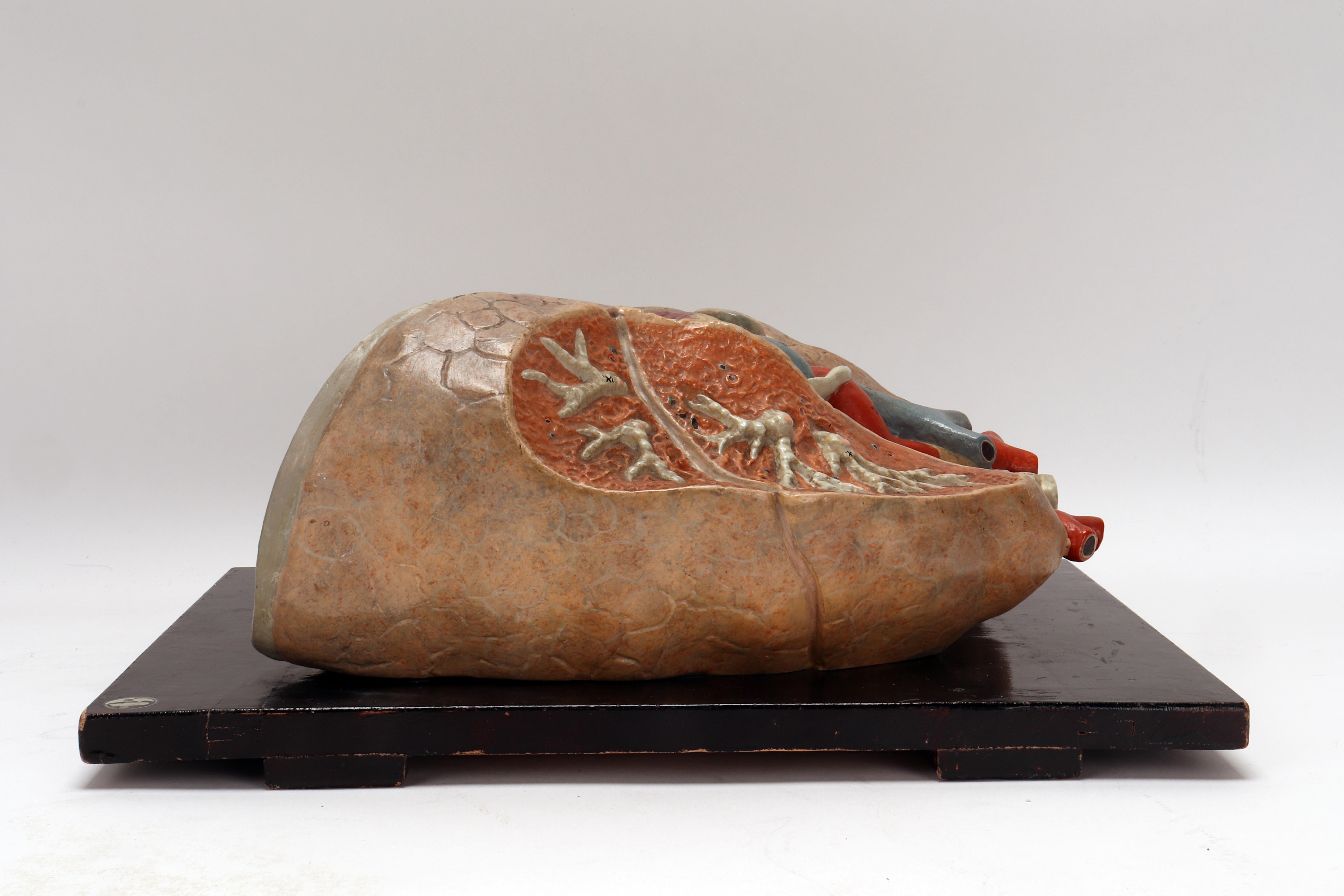20th Century Anatomical Model of the Lungs and Heart, Germany 1920 For Sale
