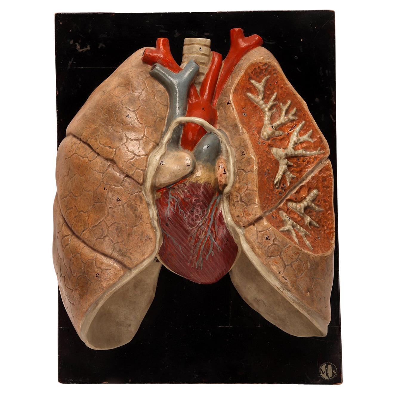 Modèle anatomique des poumons et du cœur, Allemagne 1920
