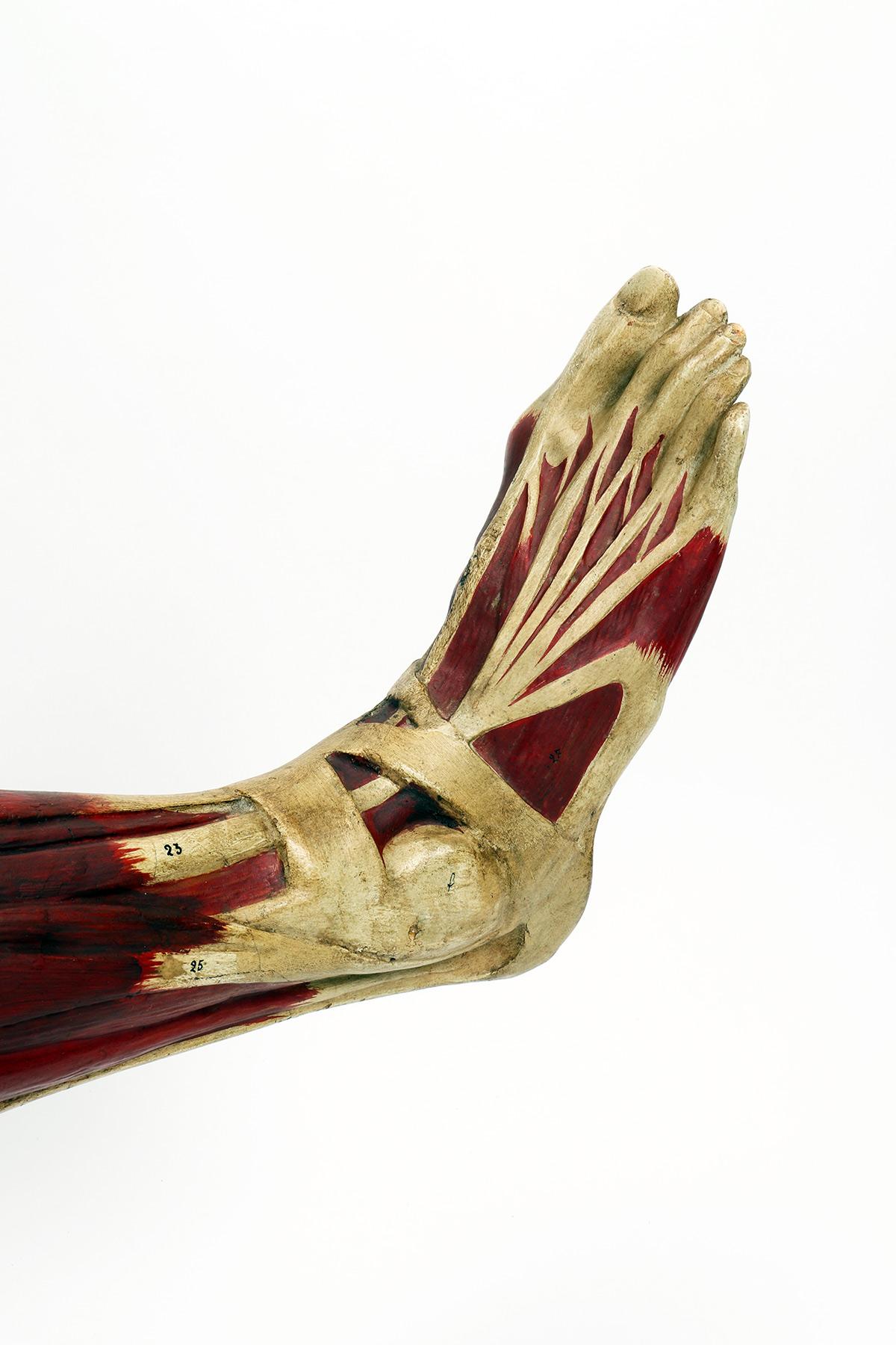 Anatomical model for schools, didactic use, depicting the lower limb, tilting on a fork supported by a black lacquered wooden base.
Made in scagliola and finished entirely in colour. For didactic use, the limb is hinged to tilt, supported by a