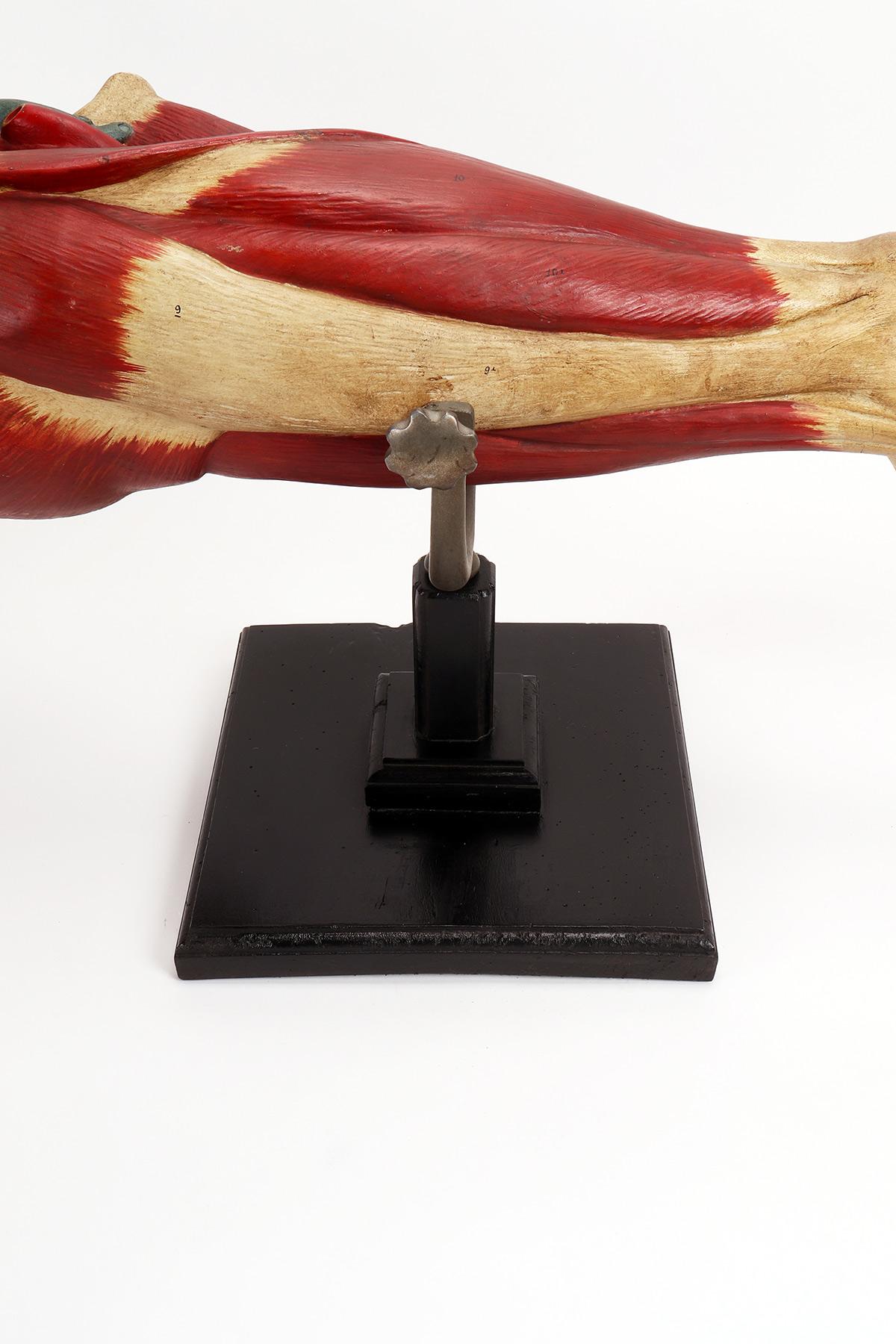 Italian Anatomical model of the lower limb, Italy 1900. For Sale