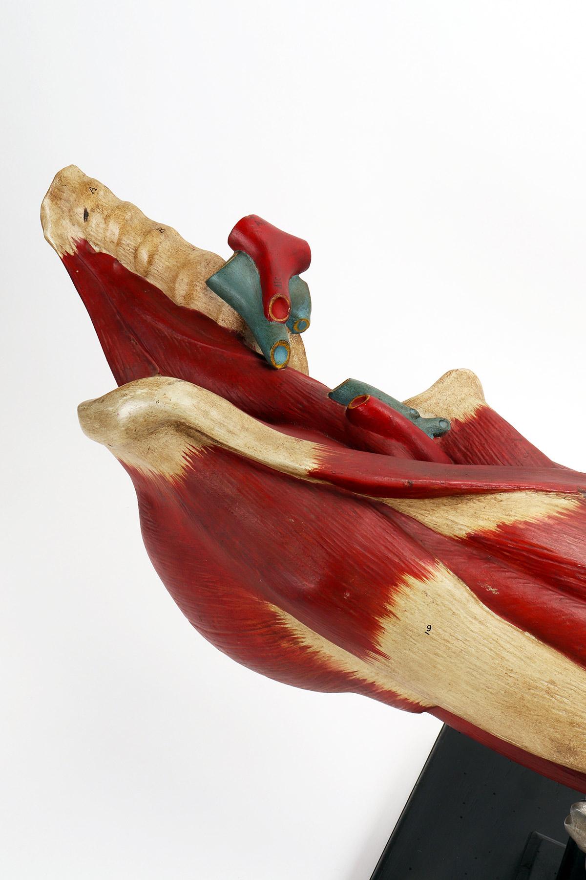 Anatomical model of the lower limb, Italy 1900. In Good Condition For Sale In Milan, IT