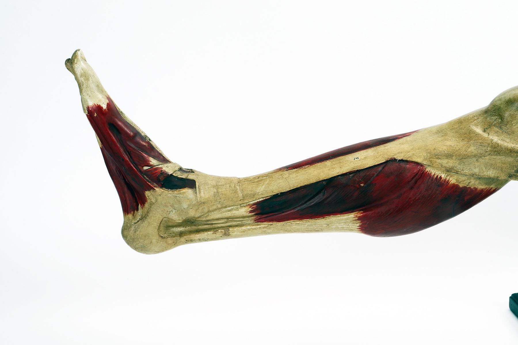 20th Century Anatomical model of the lower limb, Italy 1900. For Sale