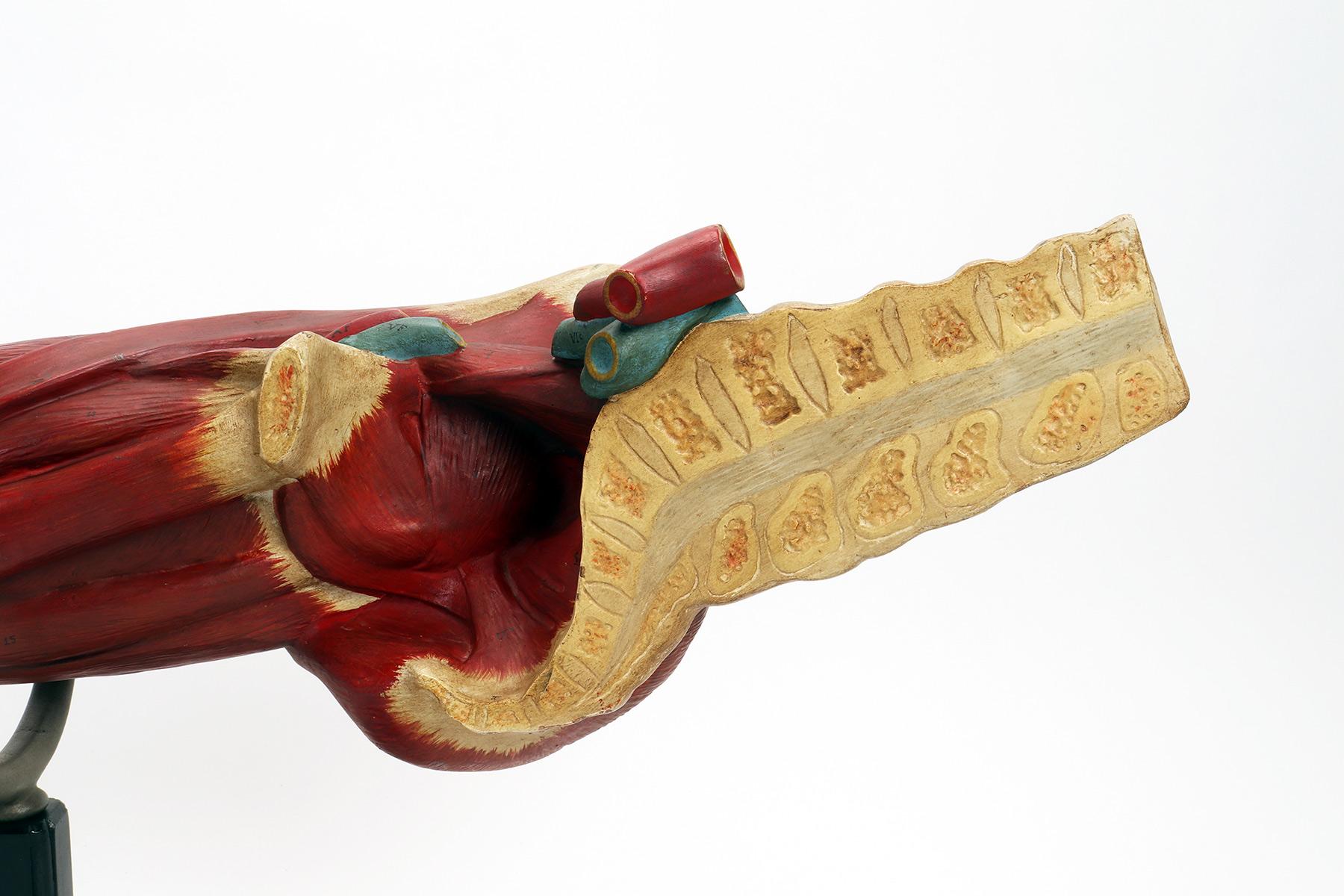 Scagliola Anatomical model of the lower limb, Italy 1900. For Sale