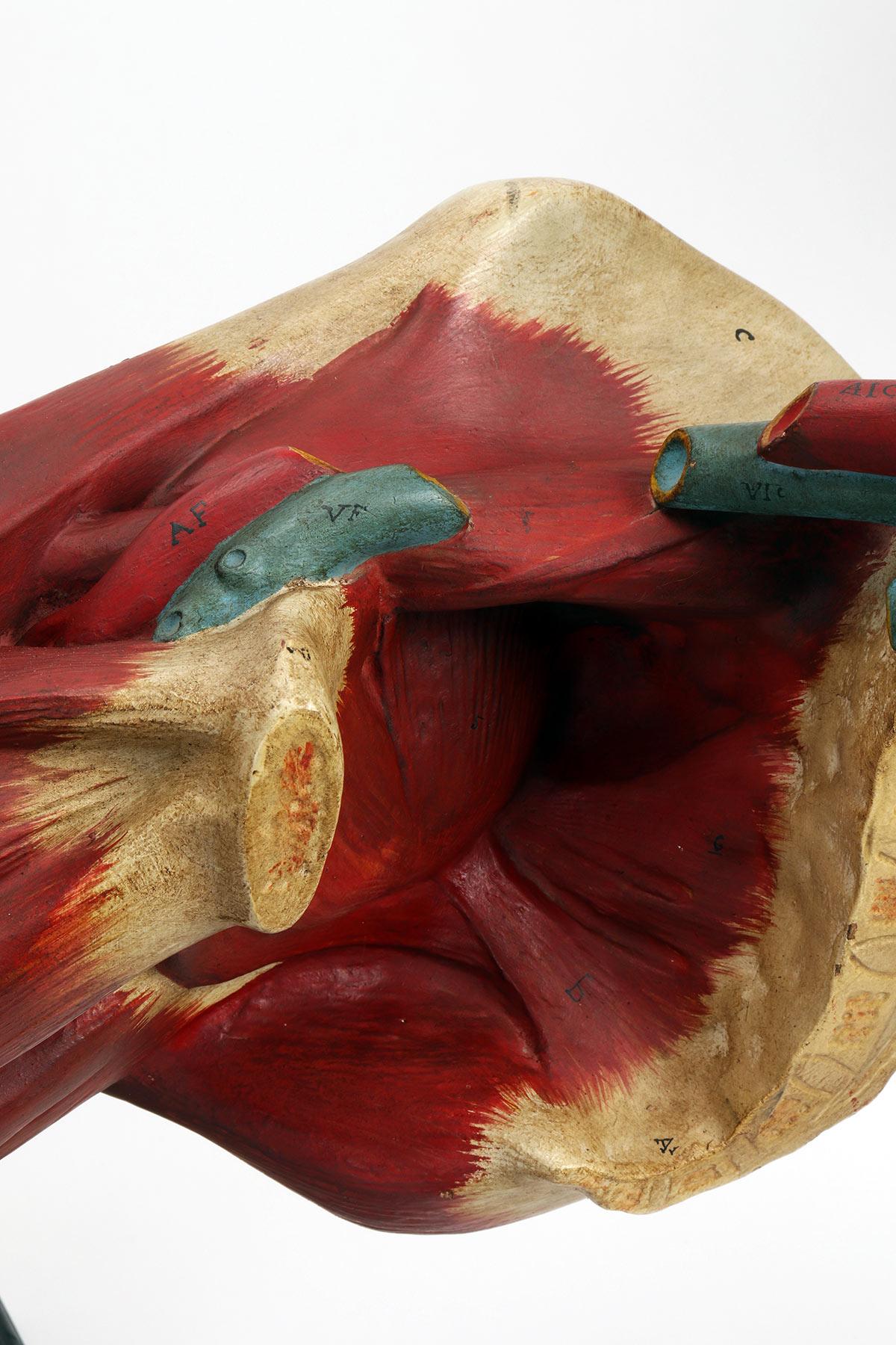 Anatomical model of the lower limb, Italy 1900. For Sale 1
