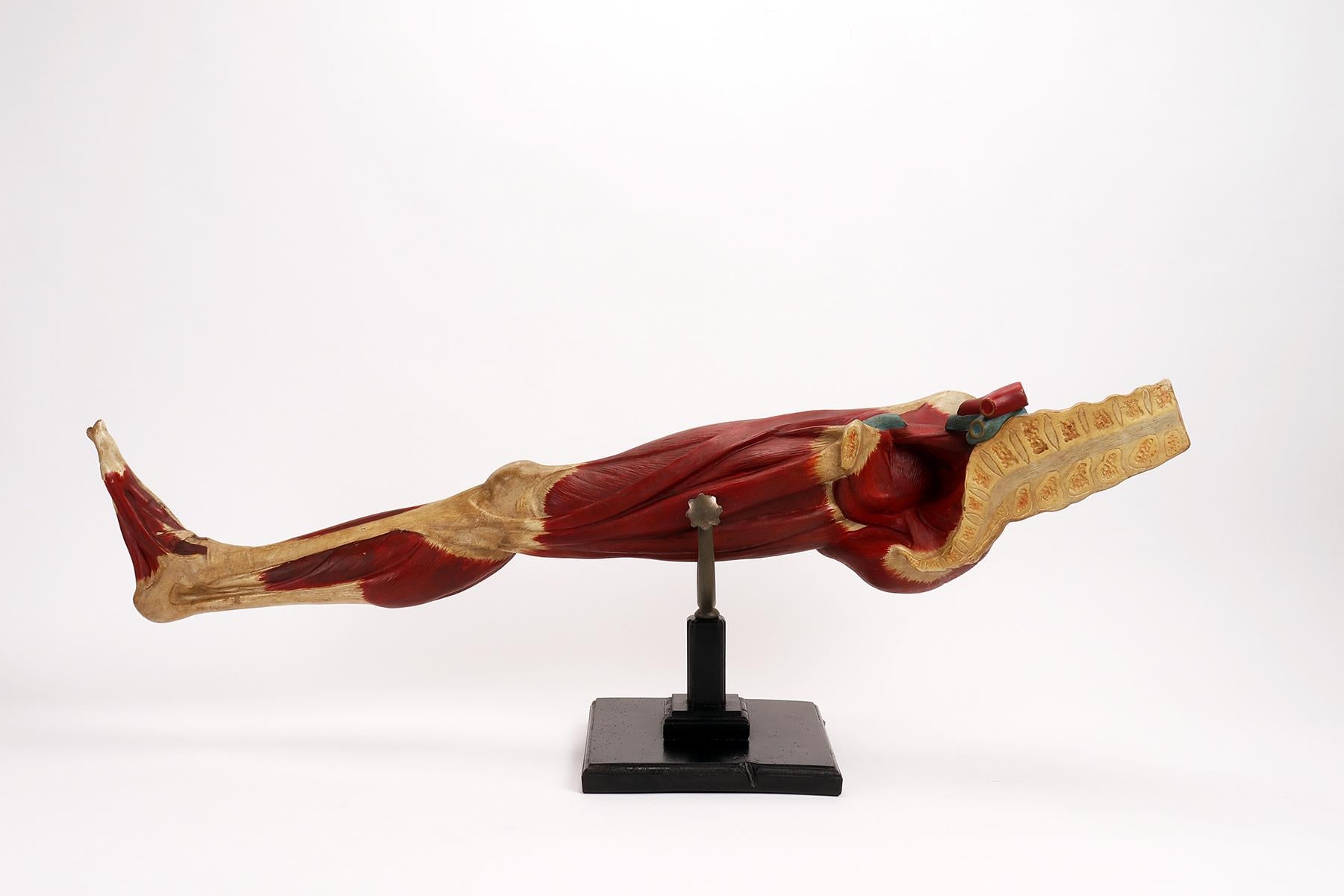 Anatomical model of the lower limb, Italy 1900. For Sale 2