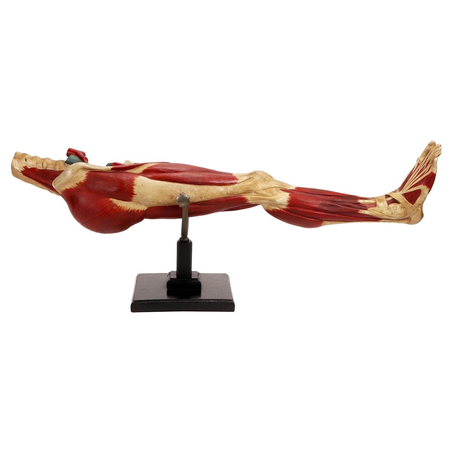 Anatomical model of the lower limb, Italy 1900. For Sale