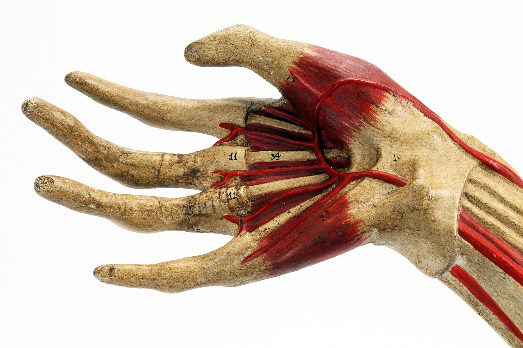 Anatomical Model of the Upper Limbs, Italy 1900 For Sale 4