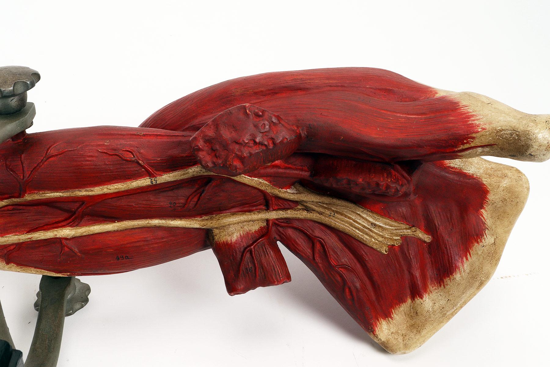 Anatomical Model of the Upper Limbs, Italy 1900 For Sale 5