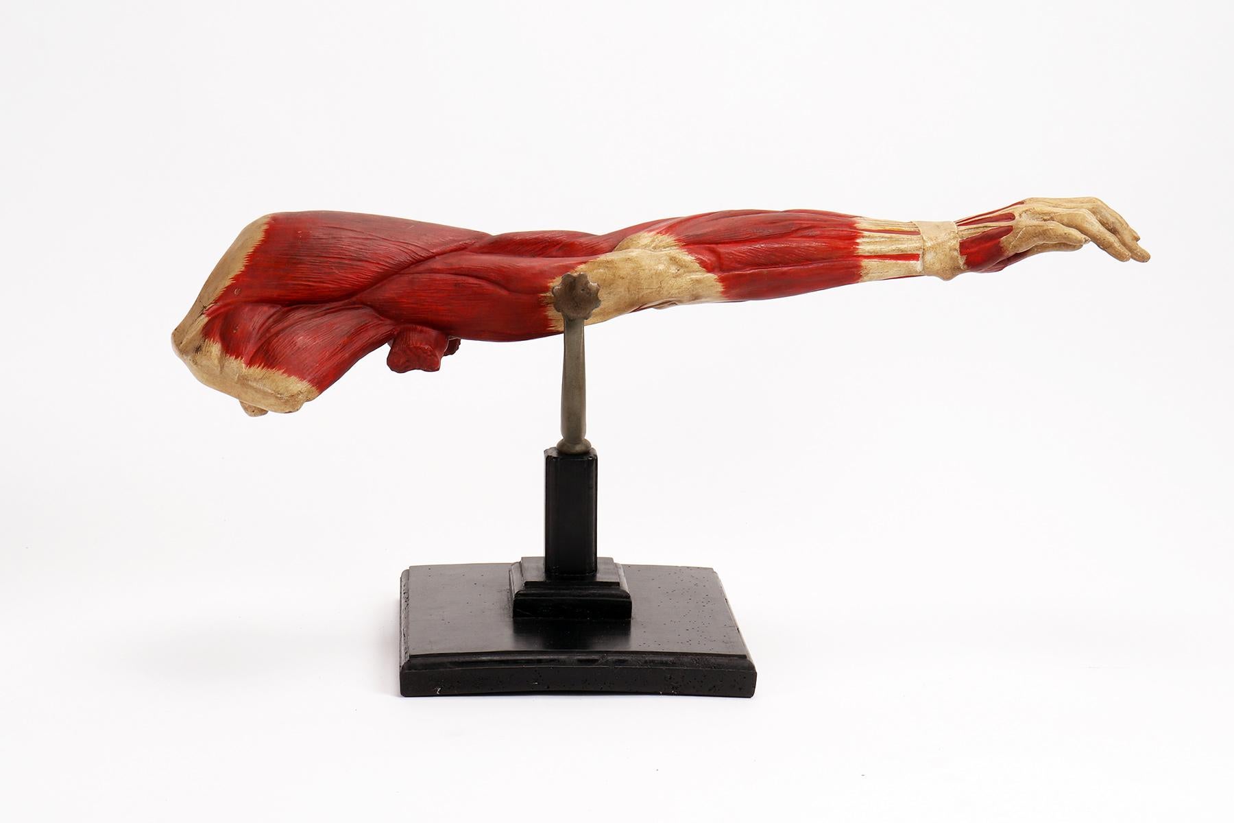 Anatomical model for schools, didactic use, depicting the upper limb tilting on a fork supported by a black lacquered wooden base.
Made in plaster and finished entirely in colour. For didactic practicality, the limb is hinged to tilt, supported by