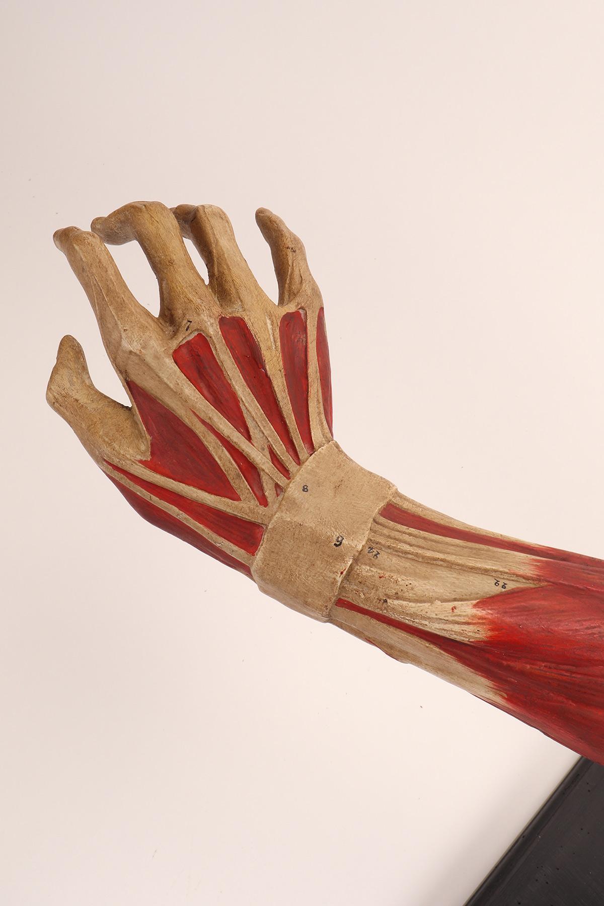 Scagliola Anatomical Model of the Upper Limbs, Italy 1900 For Sale