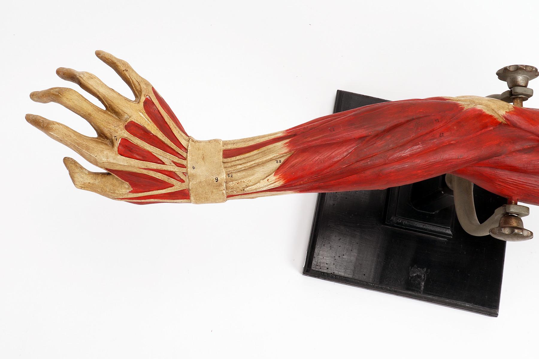 Anatomical Model of the Upper Limbs, Italy 1900 For Sale 1