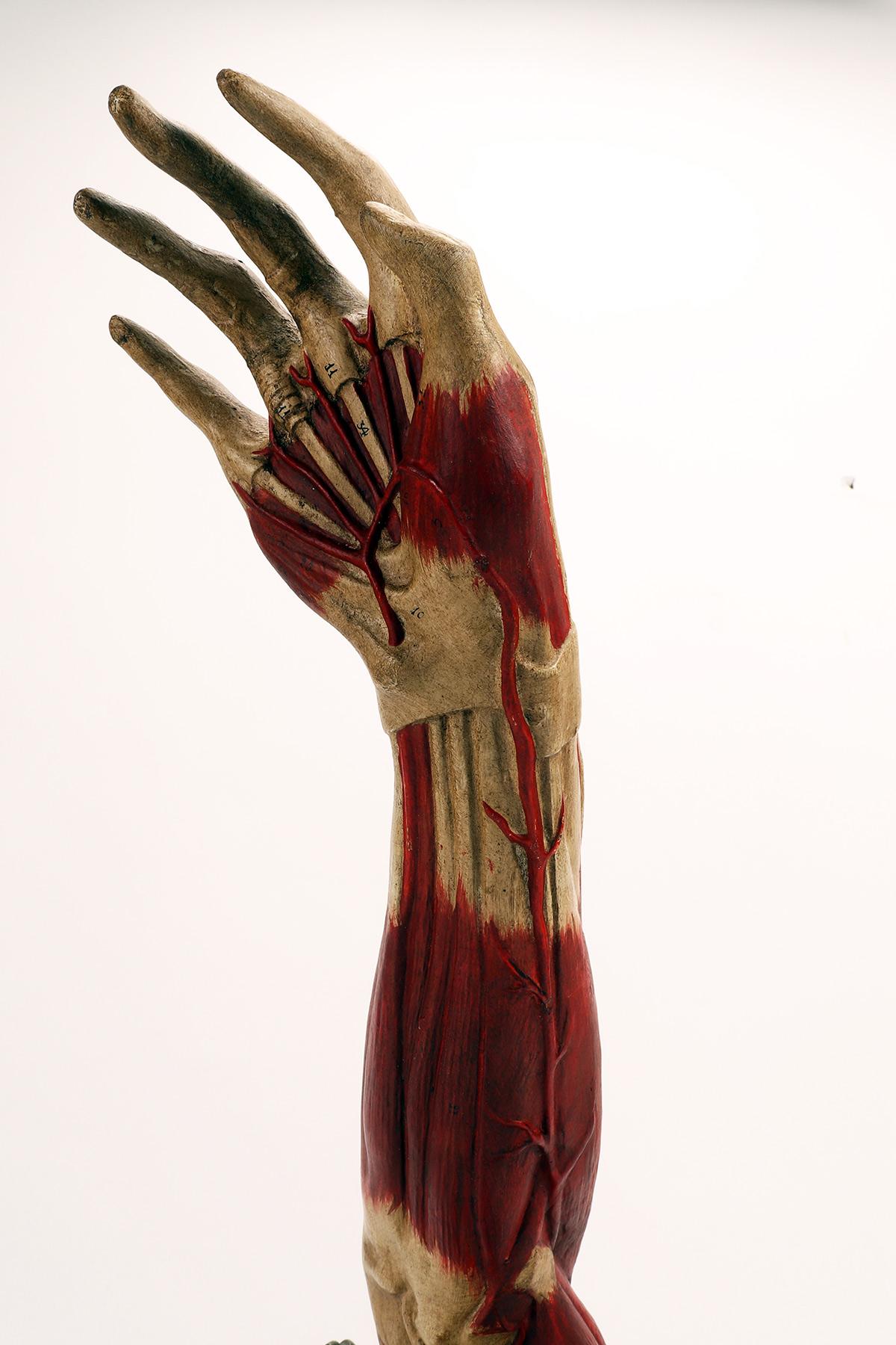 Anatomical Model of the Upper Limbs, Italy 1900 For Sale 2