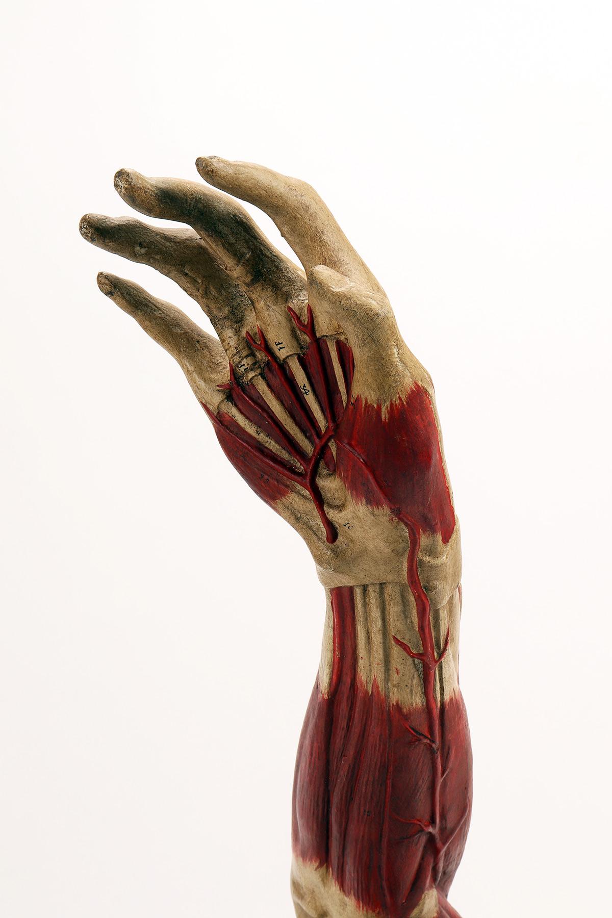 Anatomical Model of the Upper Limbs, Italy 1900 For Sale 3