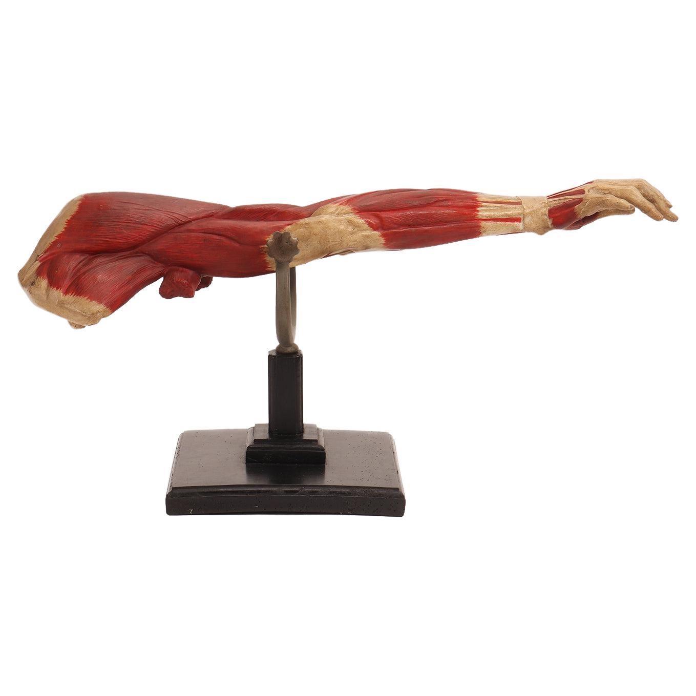 Anatomical Model of the Upper Limbs, Italy 1900 For Sale