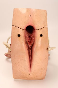 Anatomical Model of the Uterus, Italy 1900