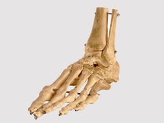Anatomical model: the skeletal part of a foot, Germany 1970’s.