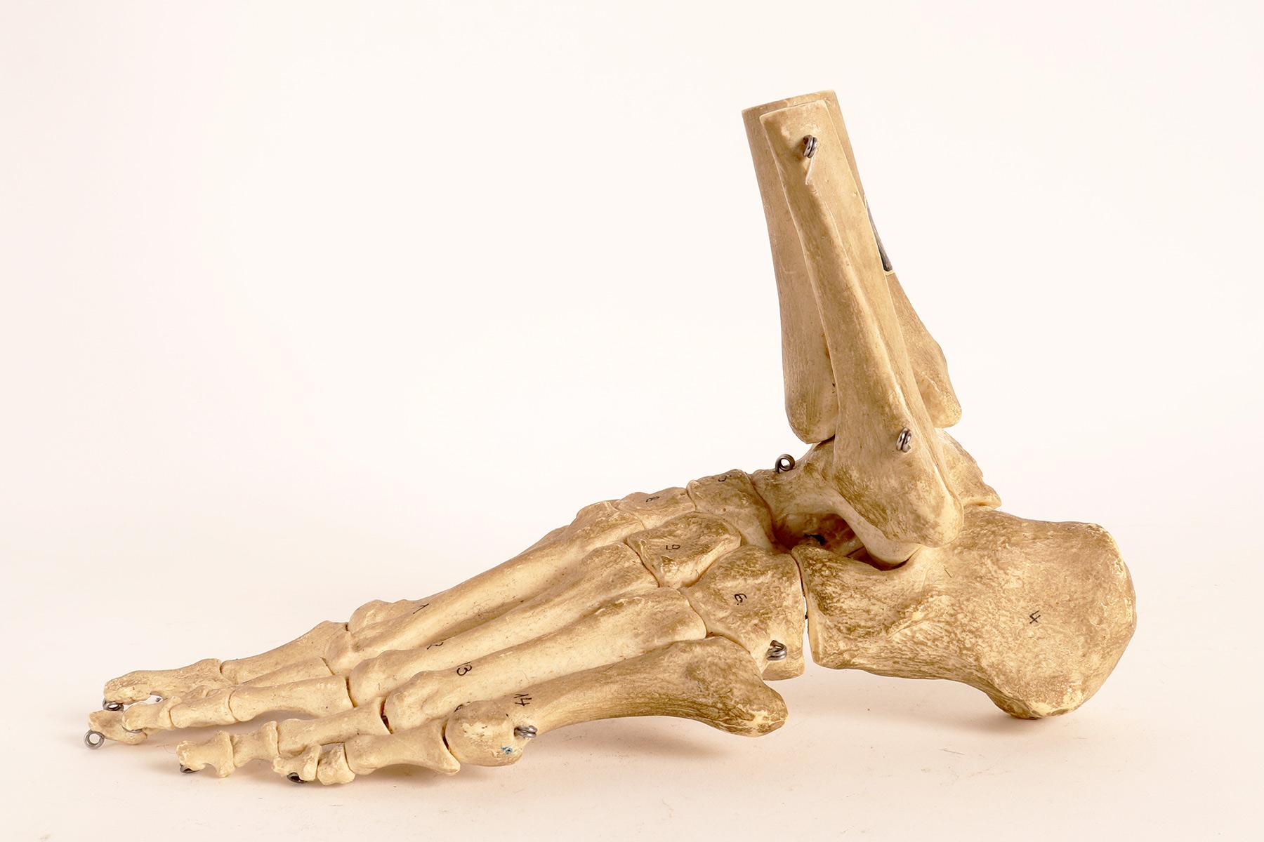 Allemand Modèle anatomique : la partie squelettique d'un pied, Allemagne, années 1970 en vente