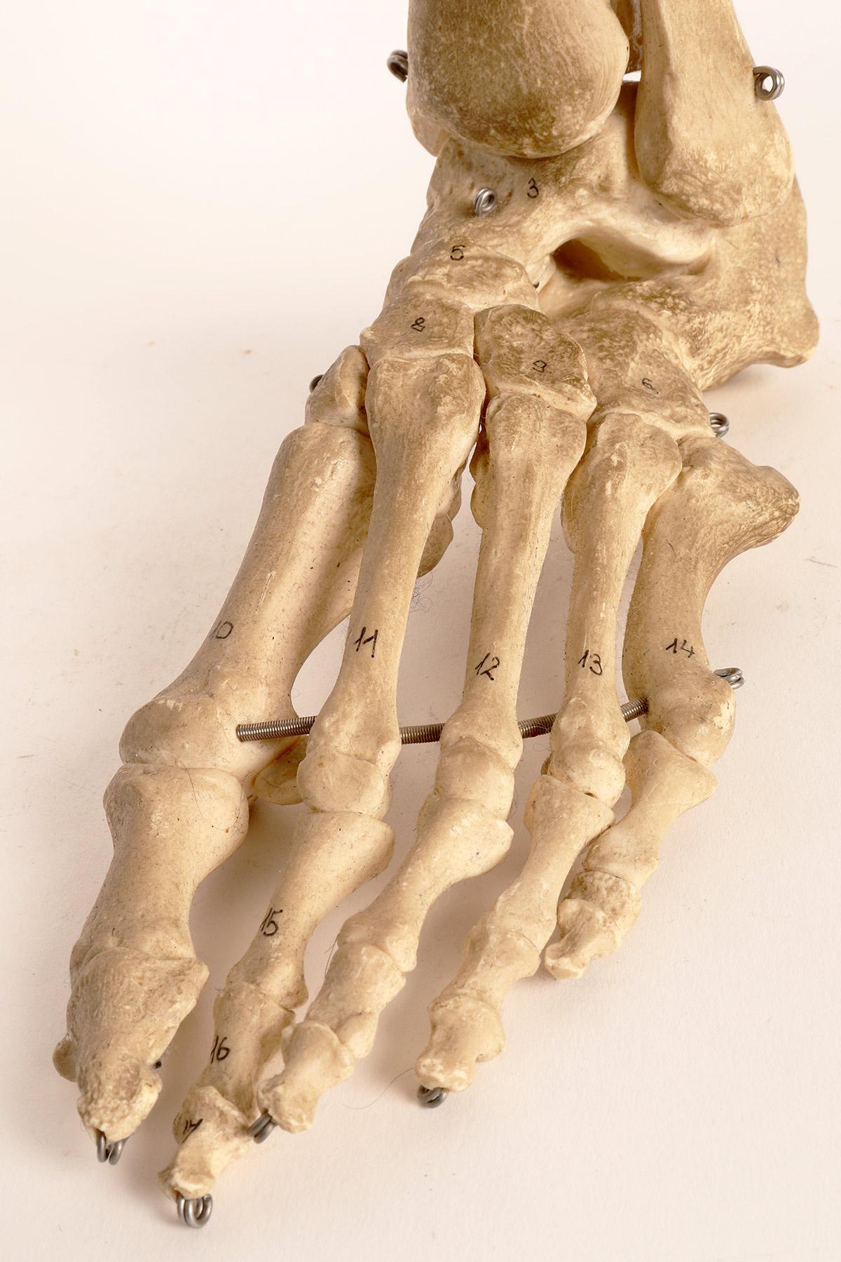 Anatomical Model: the Skeletal Part of a Foot, Germany, 1970’s In Good Condition For Sale In Milan, IT