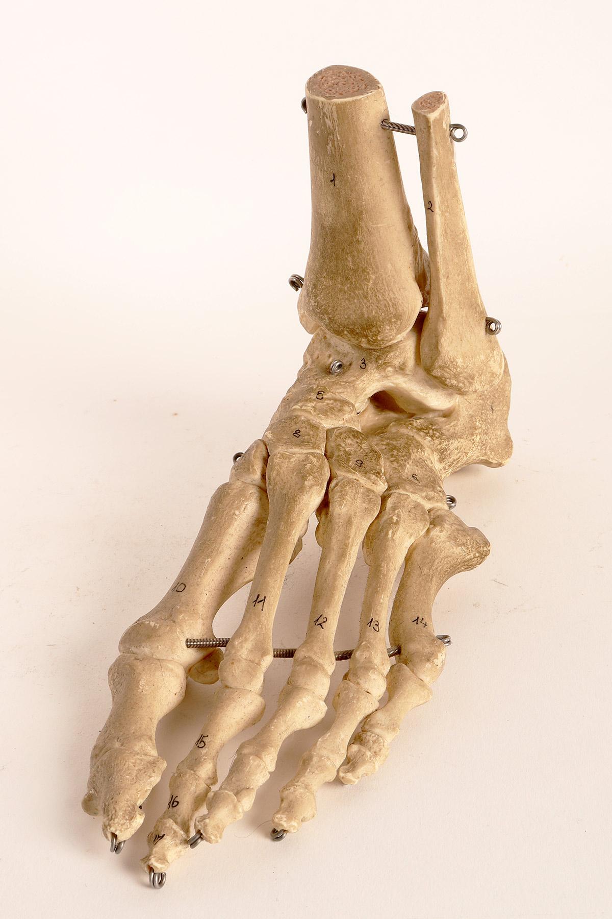Plâtre Modèle anatomique : la partie squelettique d'un pied, Allemagne, années 1970. en vente