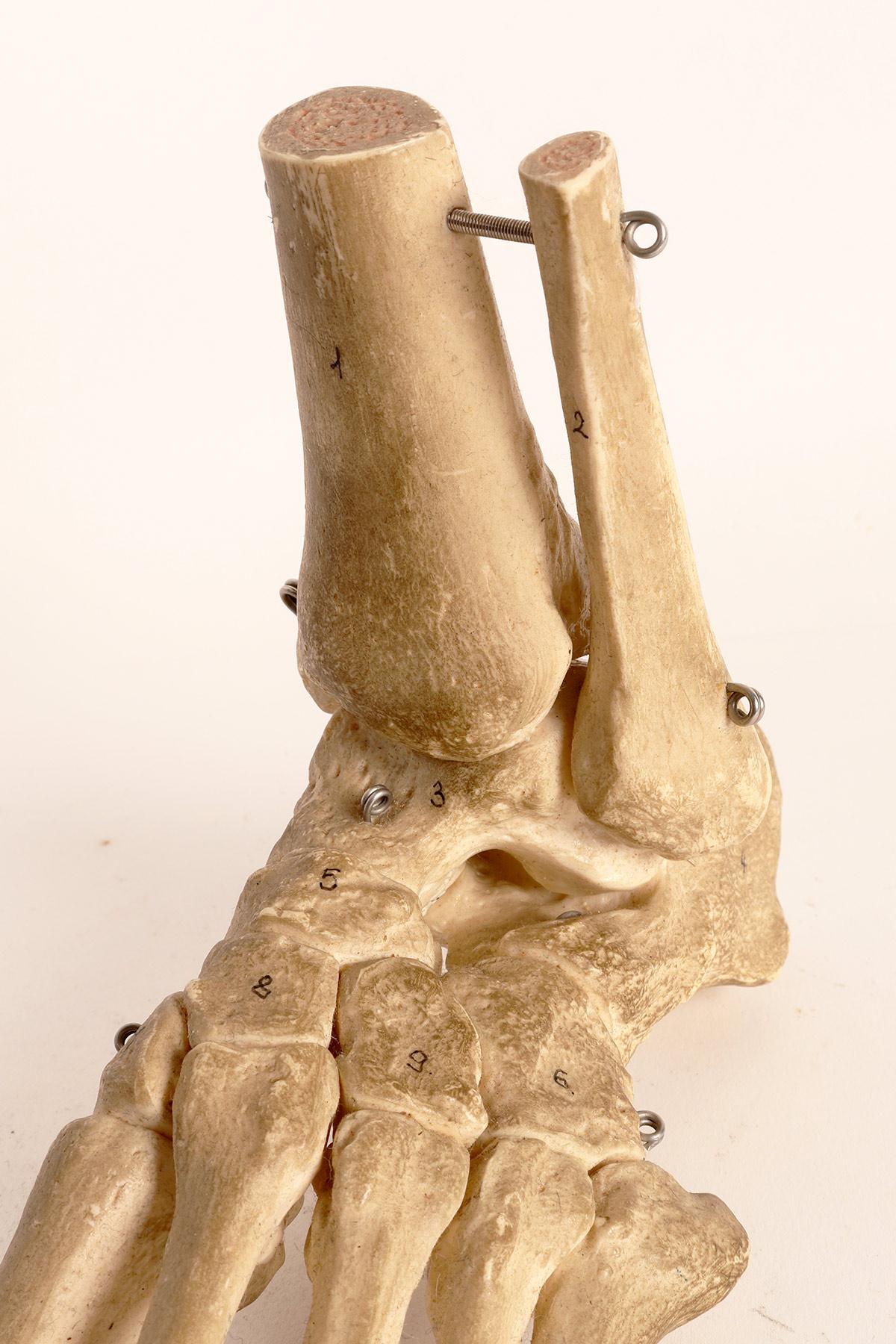 Late 20th Century Anatomical Model: the Skeletal Part of a Foot, Germany, 1970’s For Sale